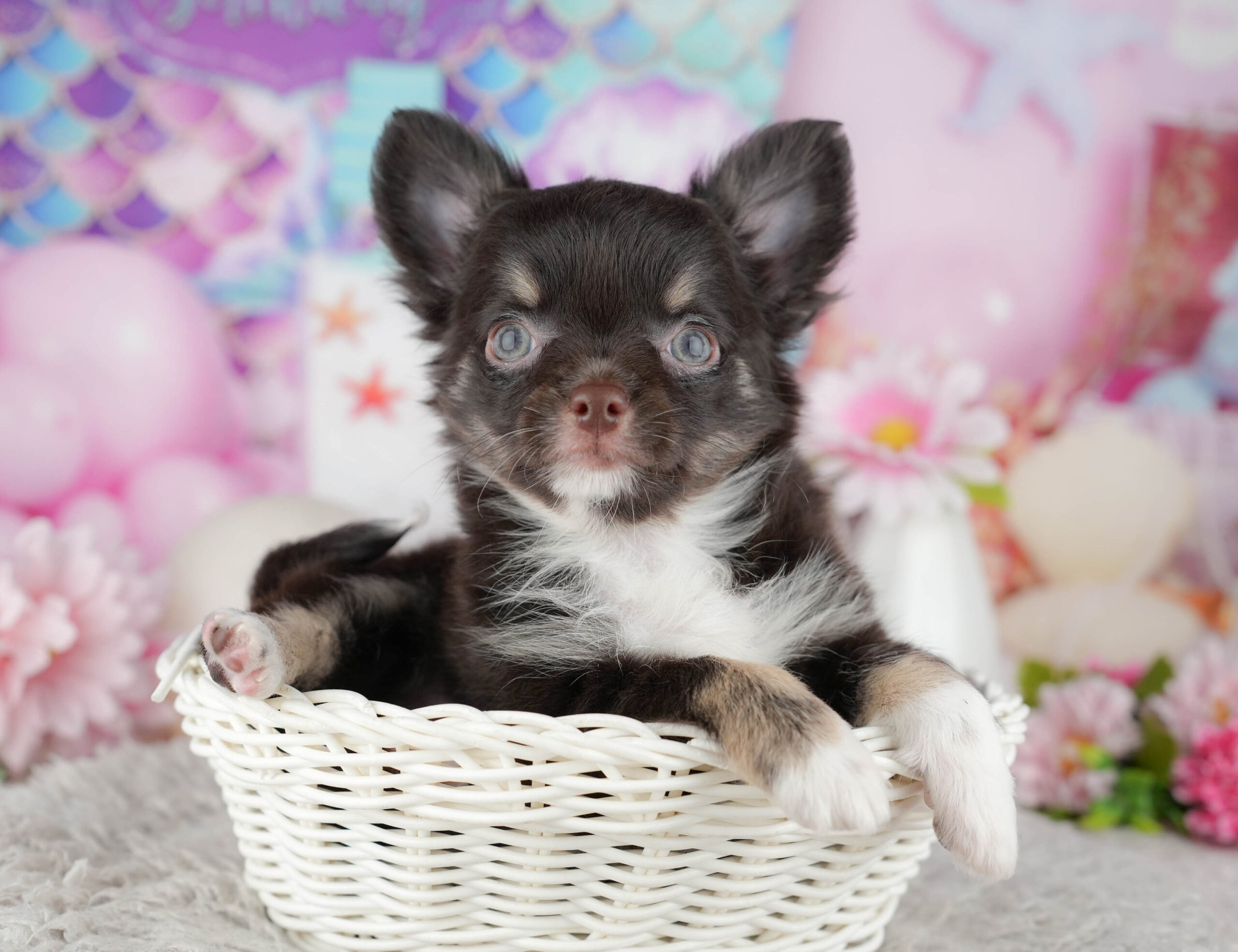 チワワ(ロング) | 男の子 | チョコレートタン&ホワイト | 2025年12月4日