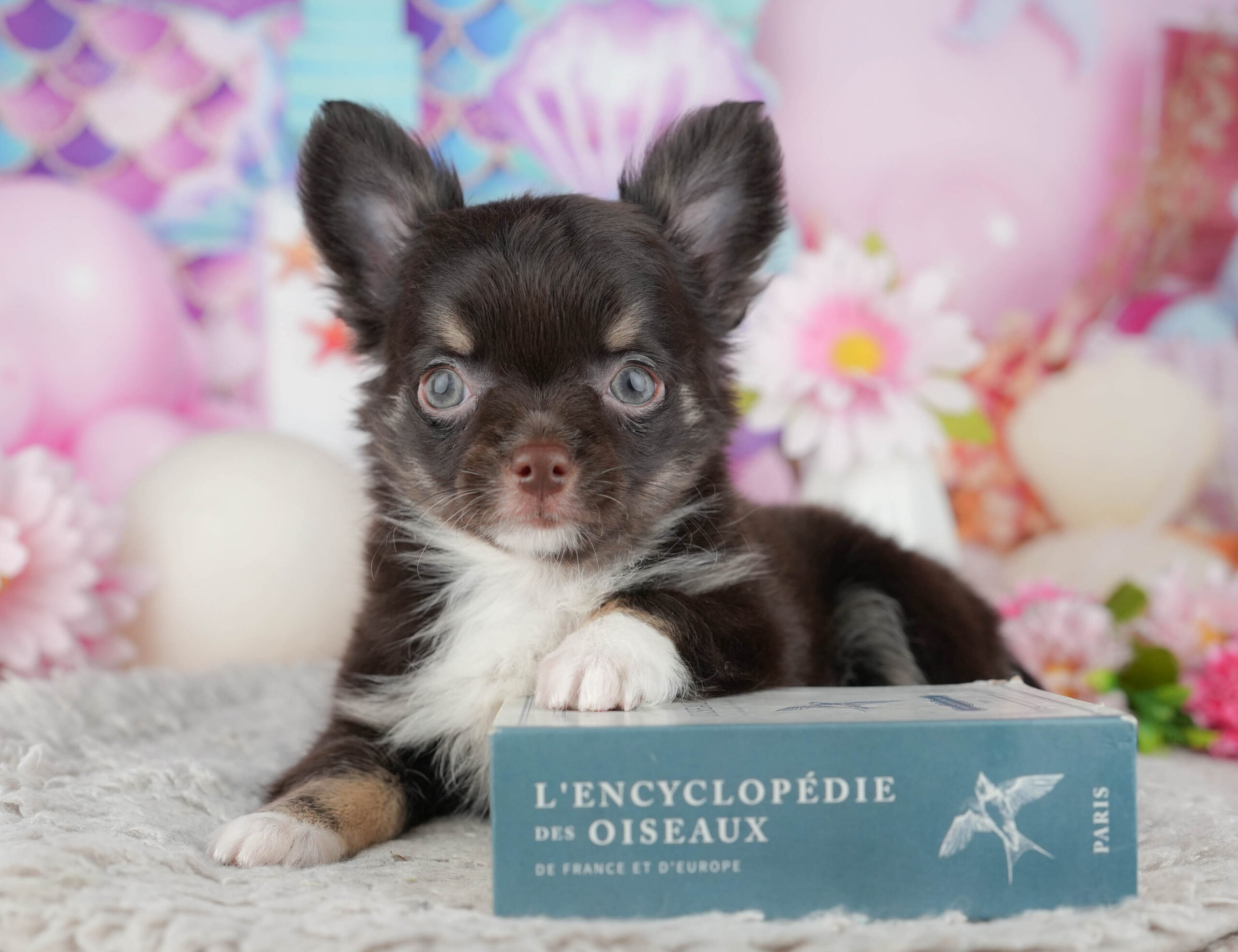 チワワ(ロング) | 男の子 | チョコレートタン&ホワイト | 2025年12月4日