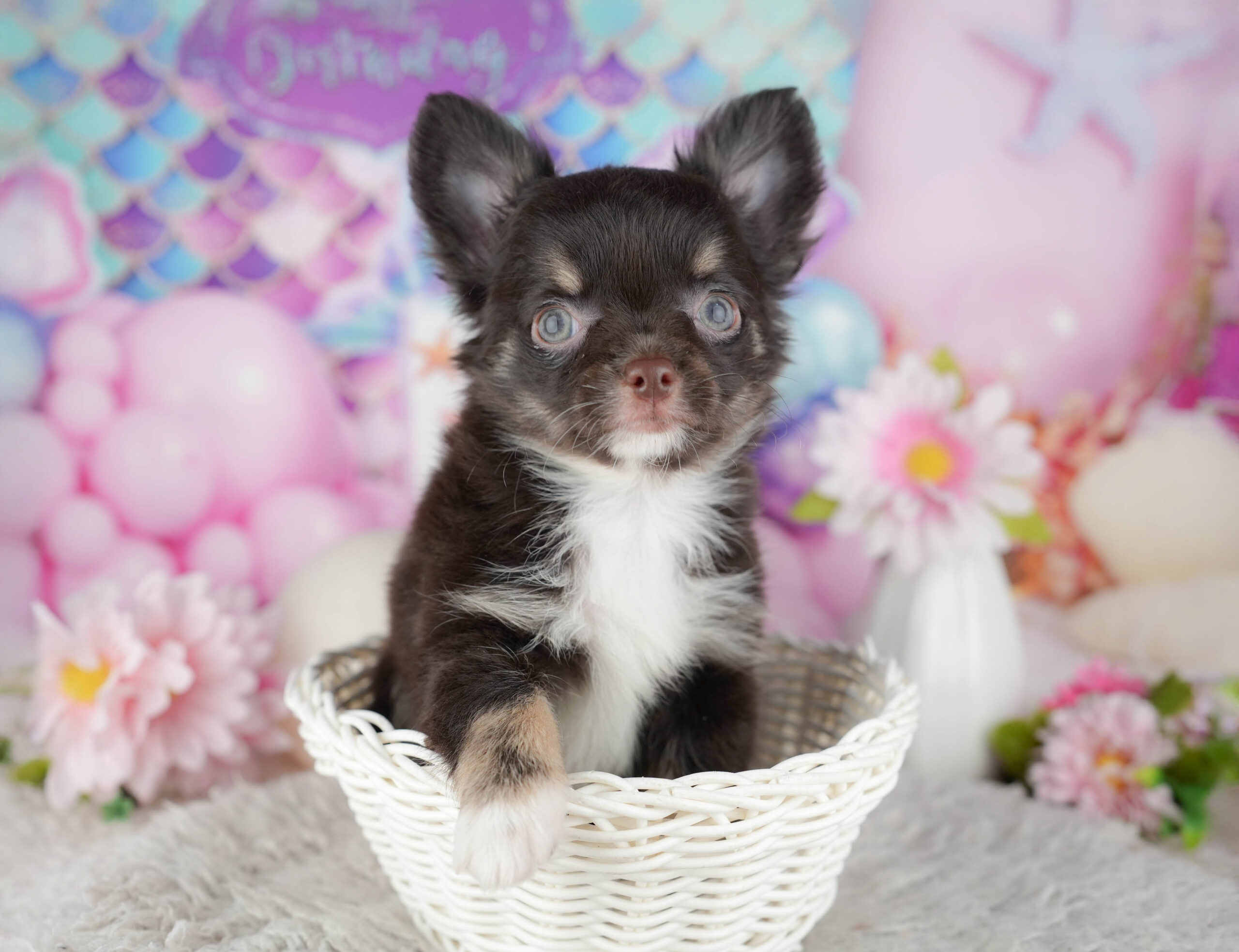 チワワ(ロング) | 男の子 | チョコレートタン&ホワイト | 2025年12月4日