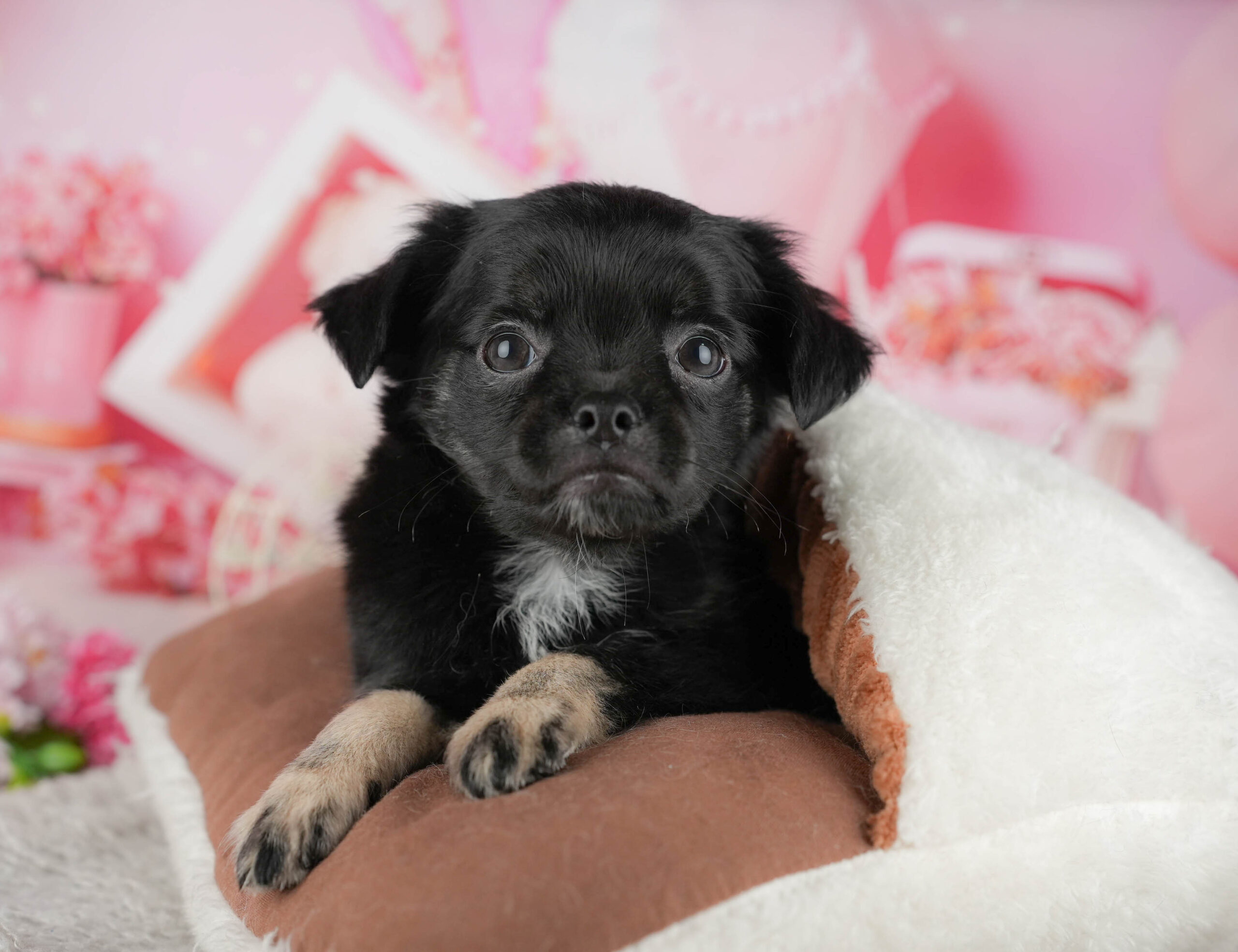 チワワ(ロング) | 男の子 | ブラックホワイト | 2025年12月4日