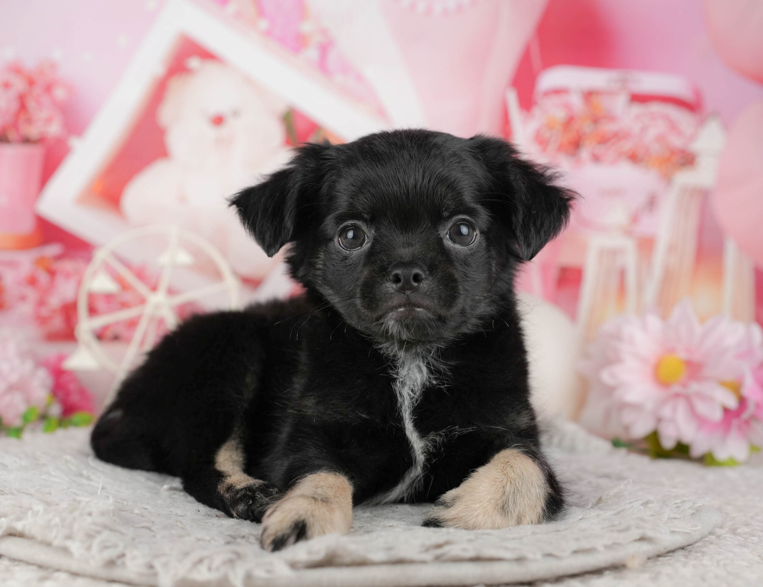 チワワ(ロング) | 男の子 | ブラックホワイト | 2025年12月4日