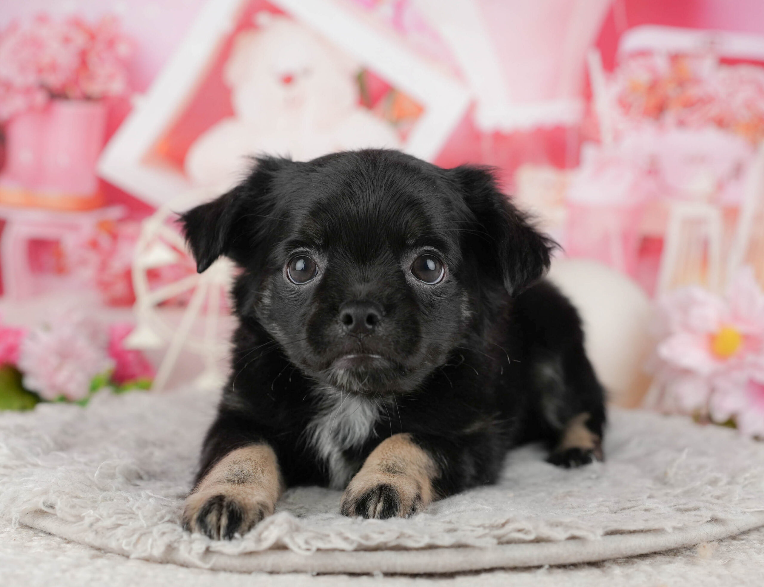 チワワ(ロング) | 男の子 | ブラックホワイト | 2025年12月4日