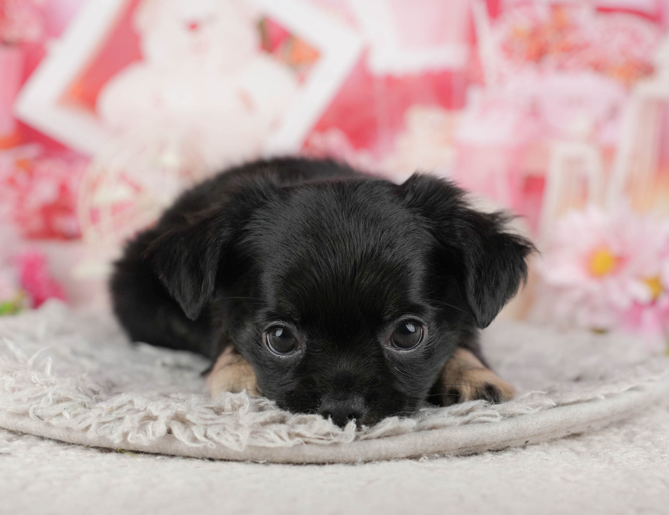 チワワ(ロング) | 男の子 | ブラックホワイト | 2025年12月4日