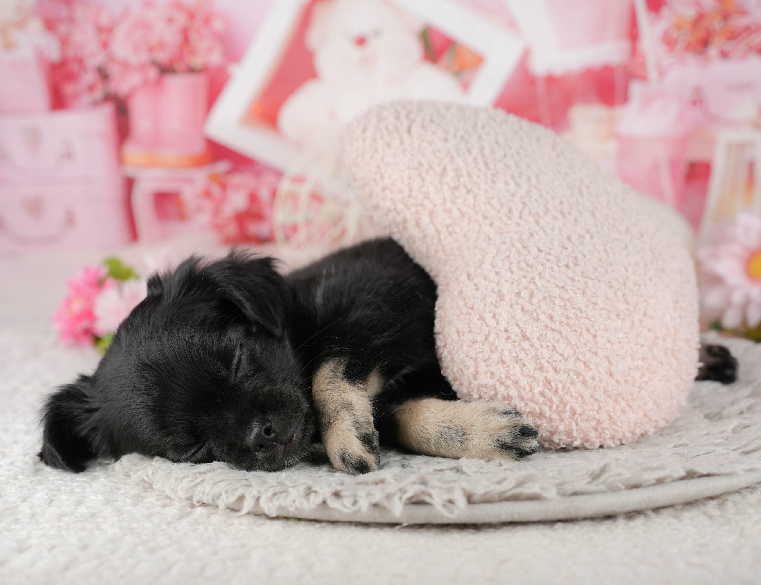 チワワ(ロング) | 男の子 | ブラックホワイト | 2025年12月4日