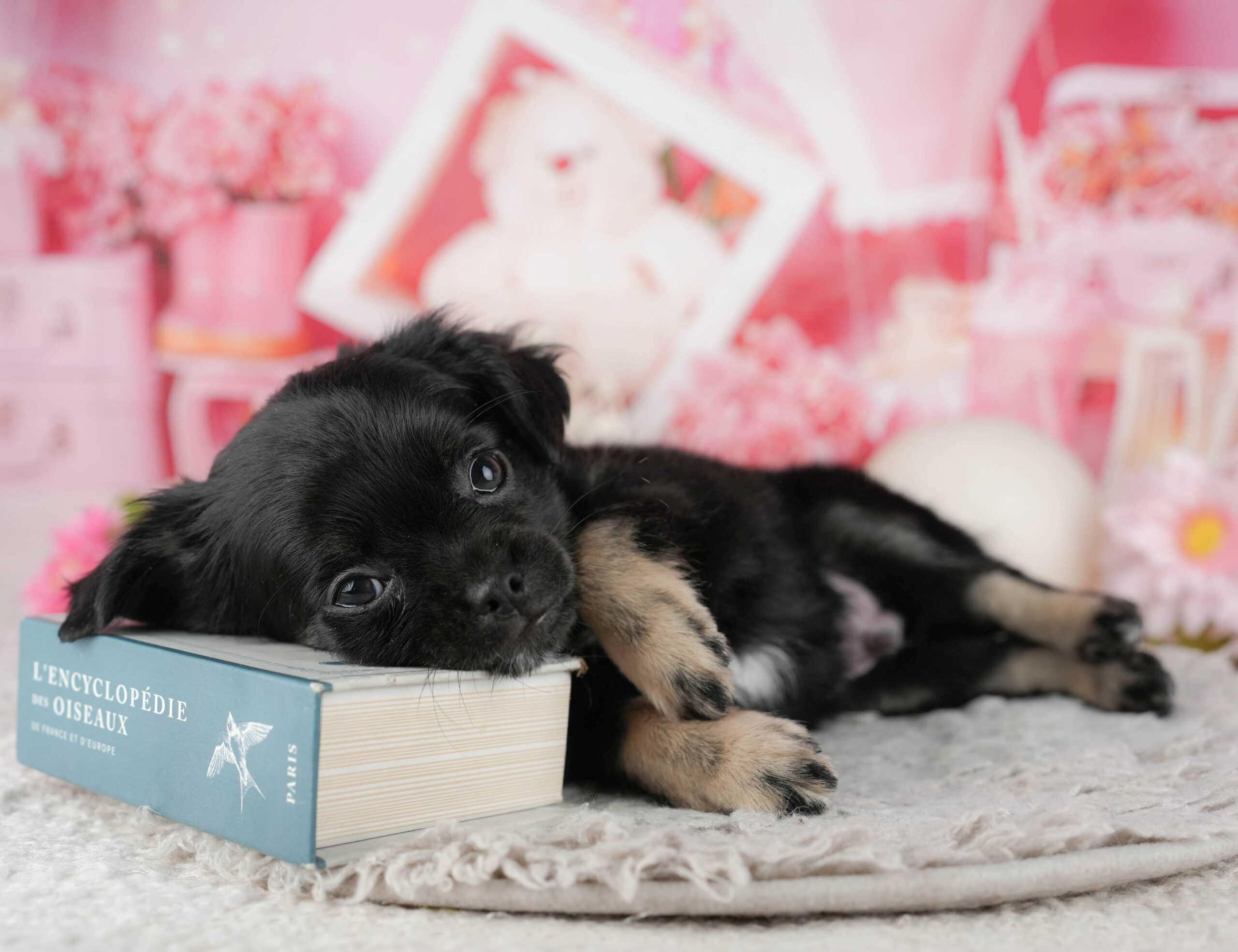 チワワ(ロング) | 男の子 | ブラックホワイト | 2025年12月4日