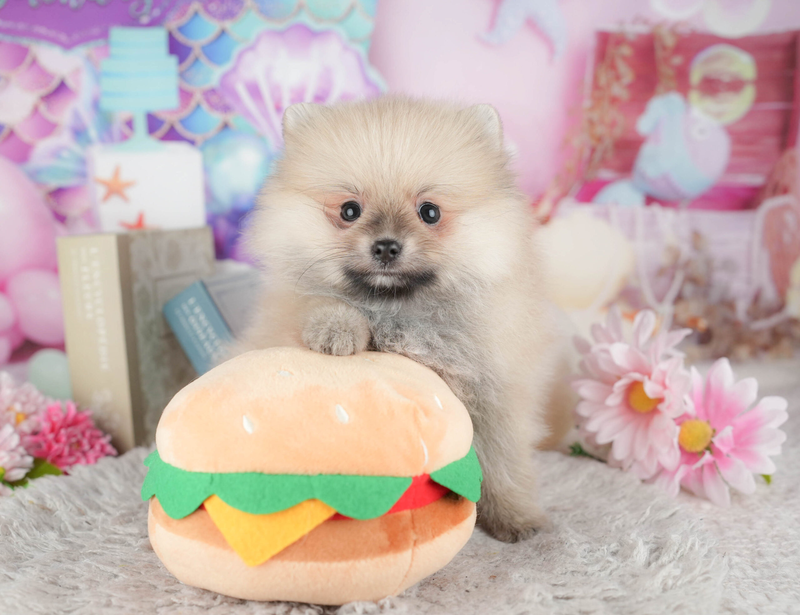 ポメラニアン | 男の子 | クリーム | 2025年12月7日