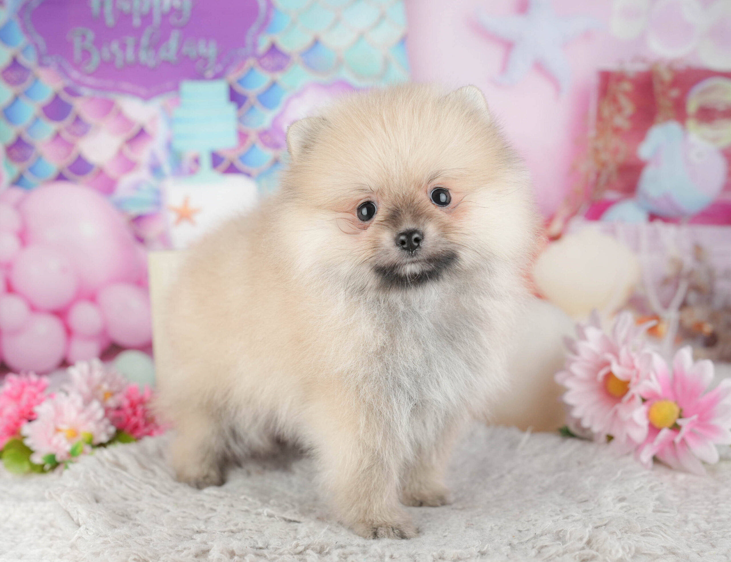 ポメラニアン | 男の子 | クリーム | 2025年12月7日