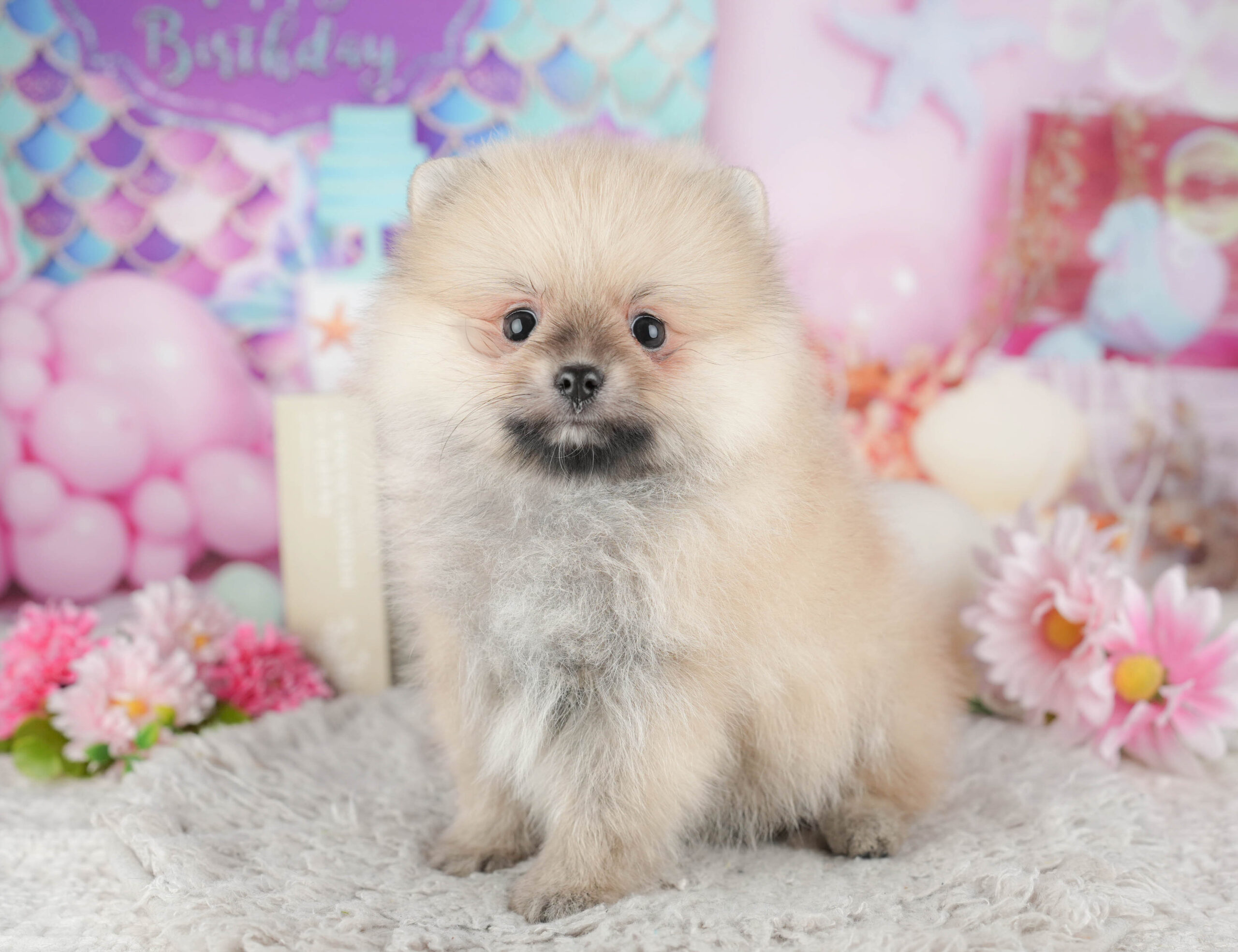 ポメラニアン | 男の子 | クリーム | 2025年12月7日