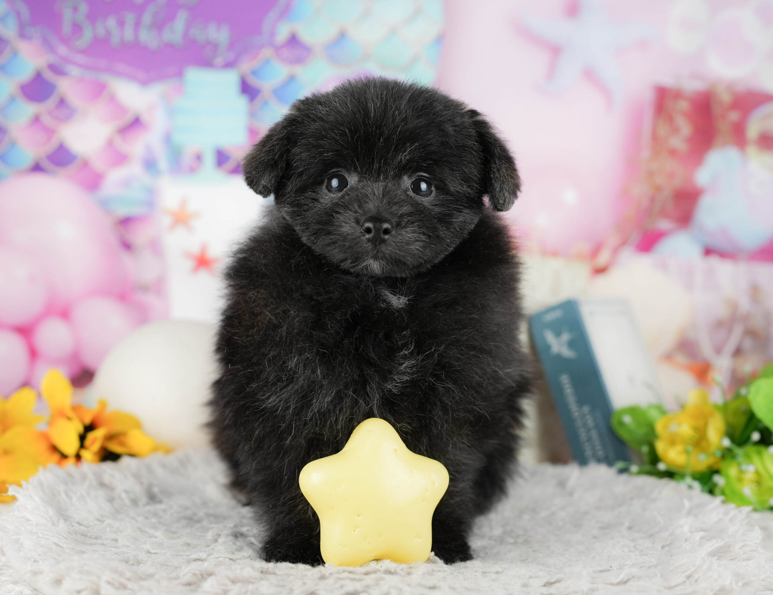 ポメプー | 男の子 | ブラック | 2025年12月8日