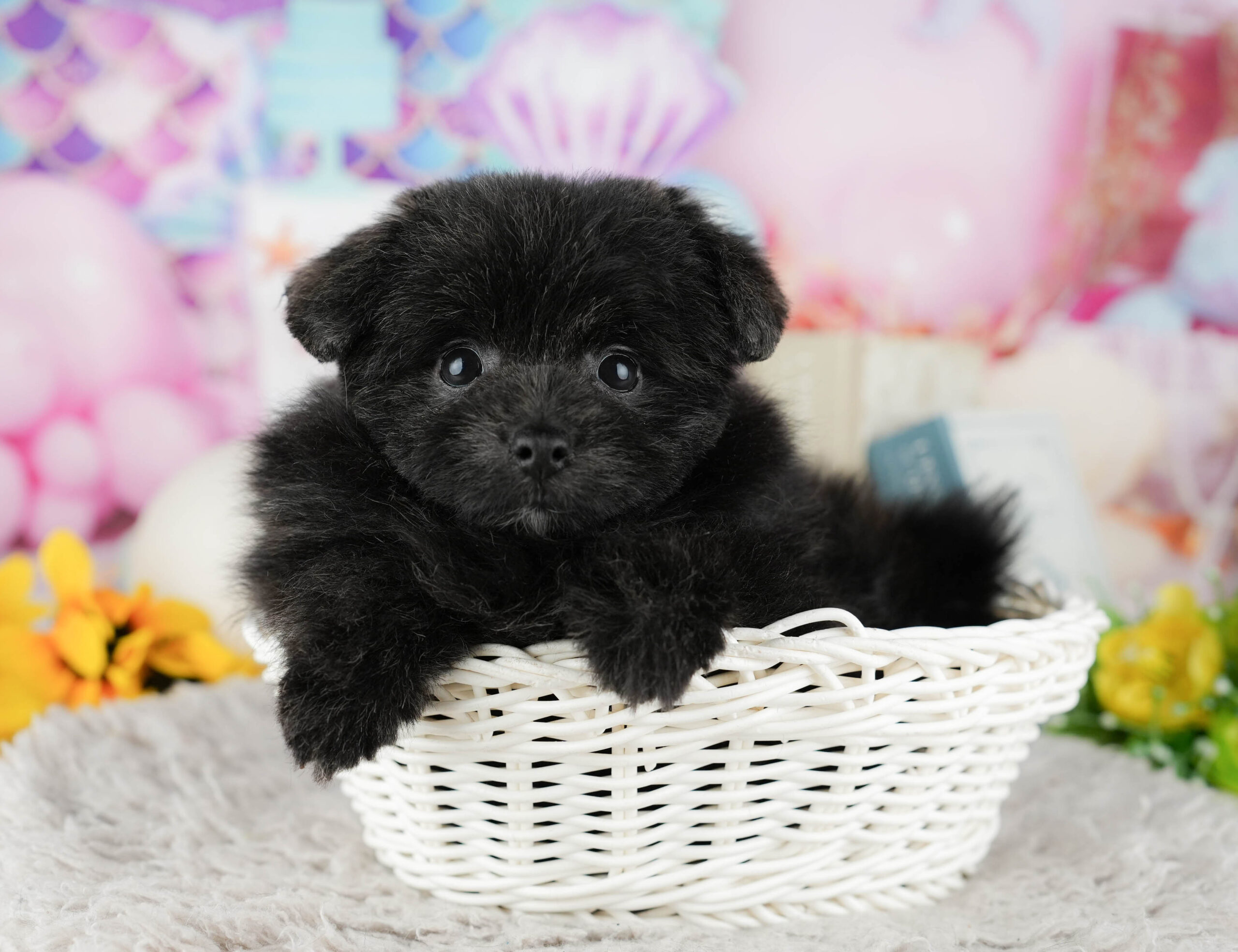 ポメプー | 男の子 | ブラック | 2025年12月8日