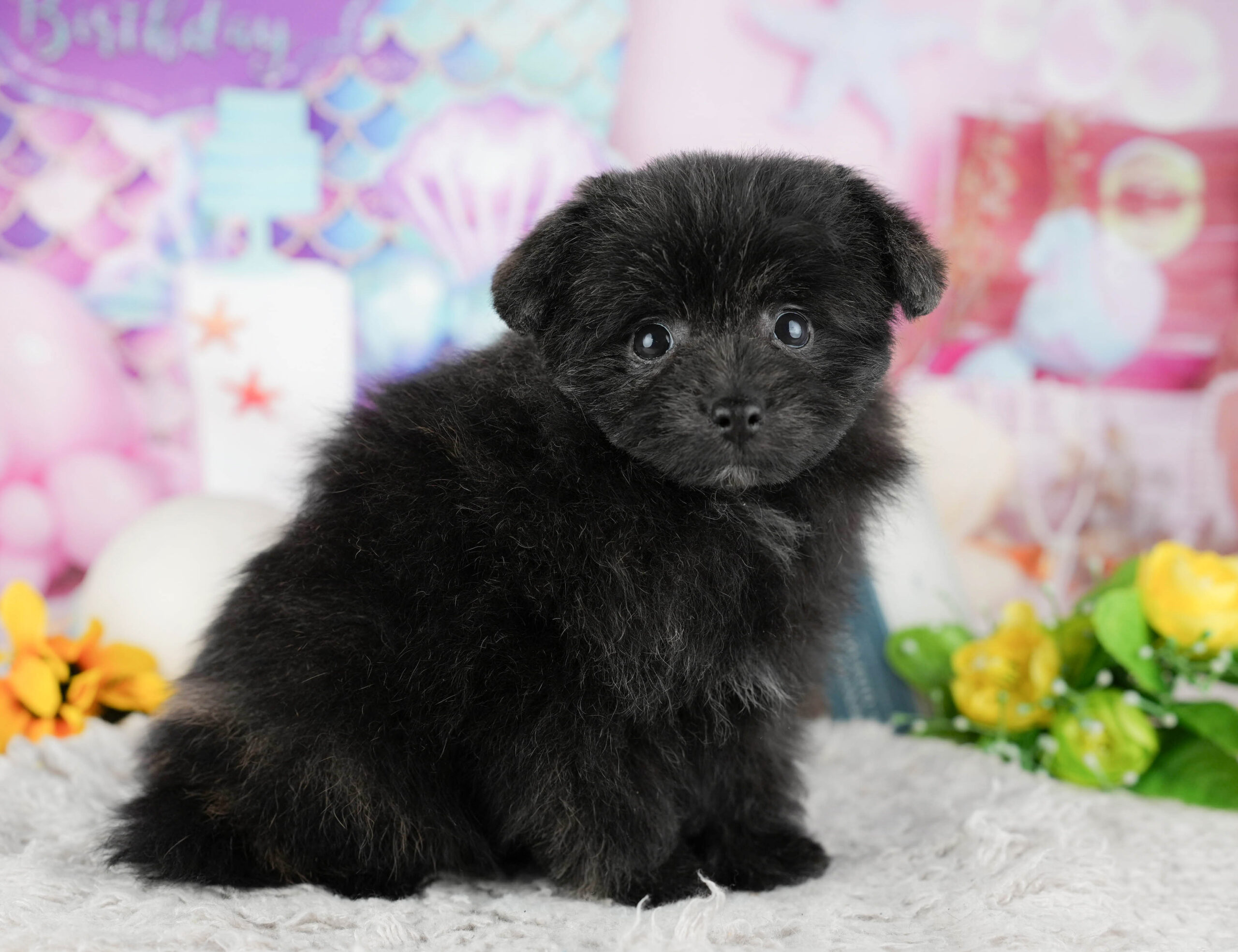 ポメプー | 男の子 | ブラック | 2025年12月8日