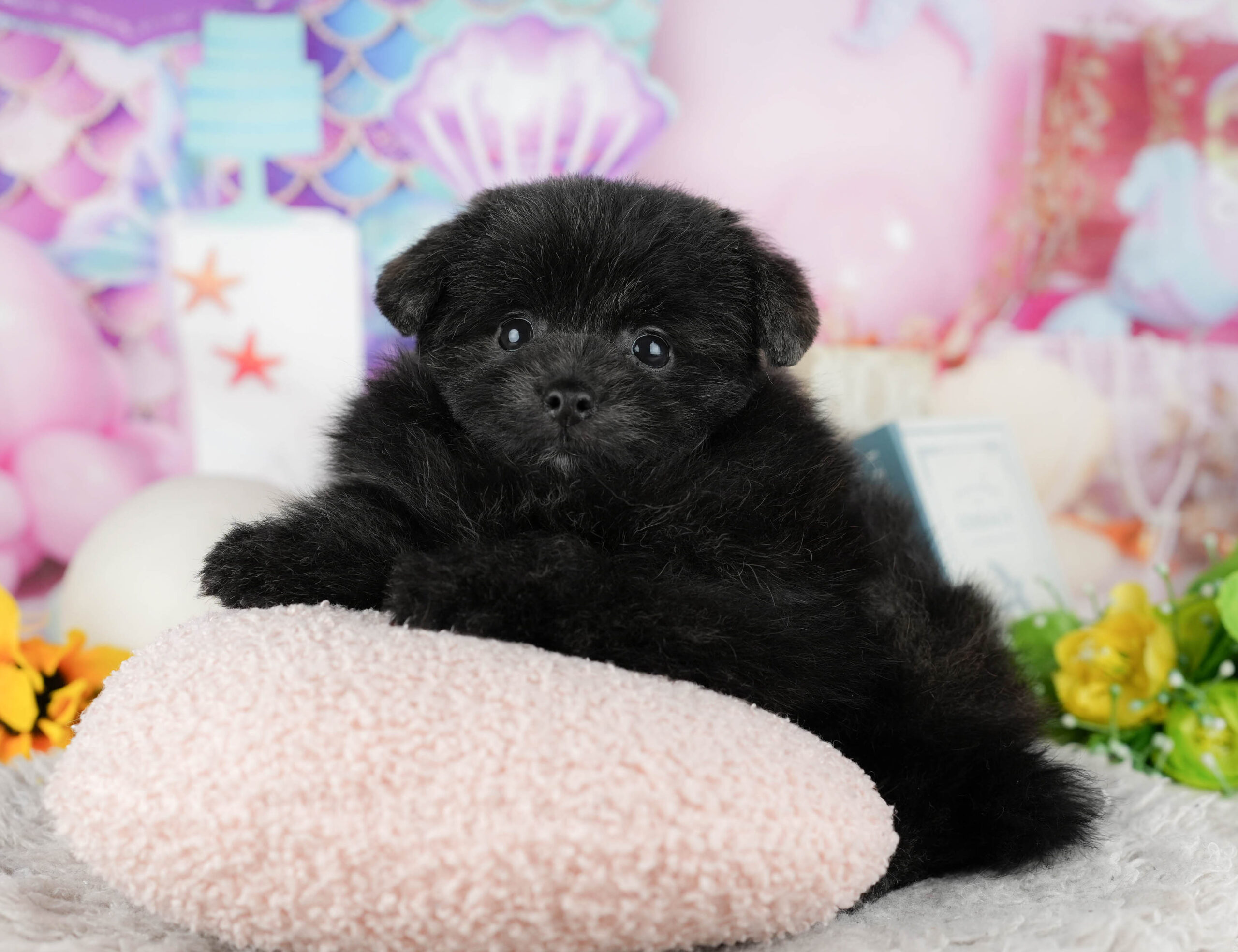 ポメプー | 男の子 | ブラック | 2025年12月8日