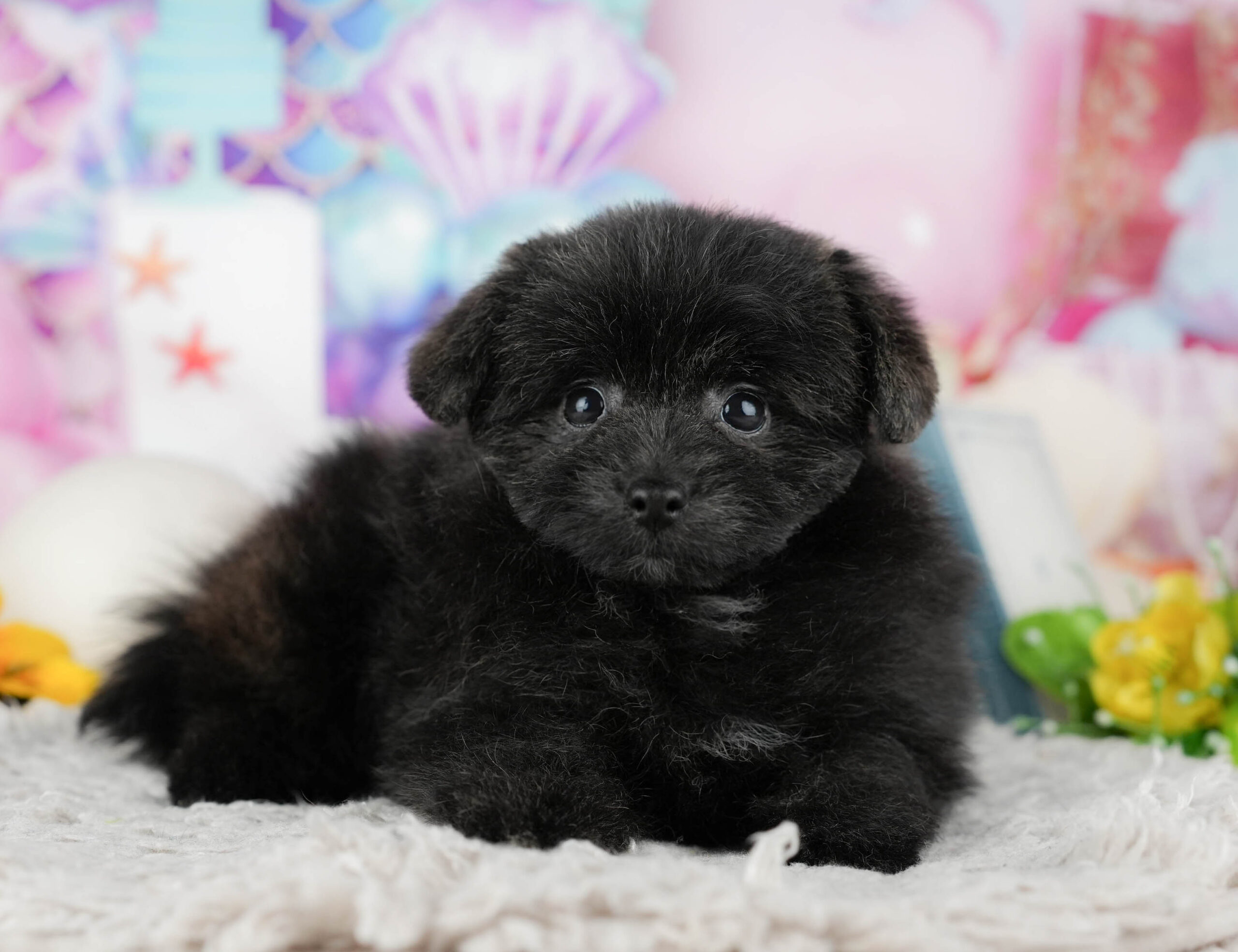 ポメプー | 男の子 | ブラック | 2025年12月8日