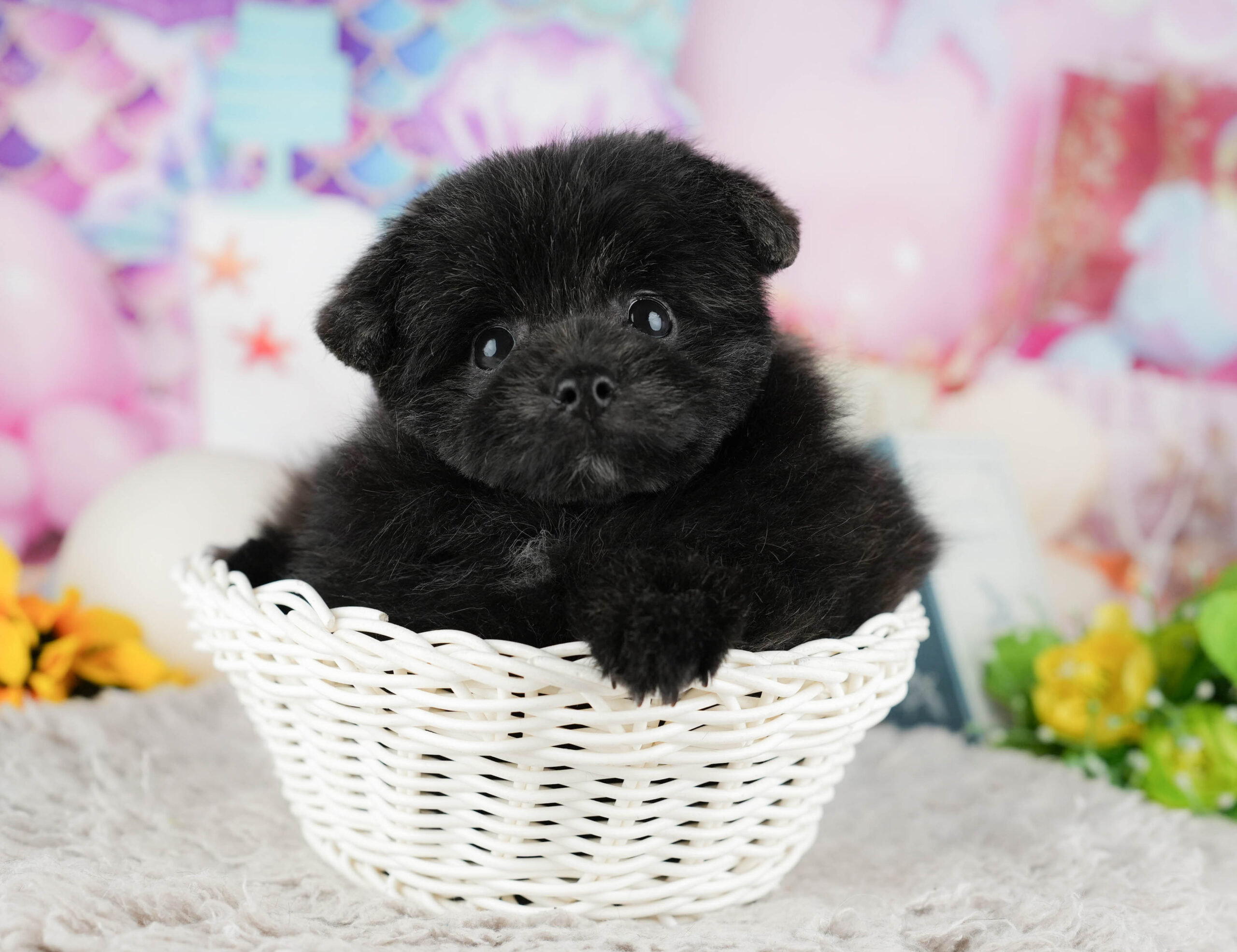 ポメプー | 男の子 | ブラック | 2025年12月8日