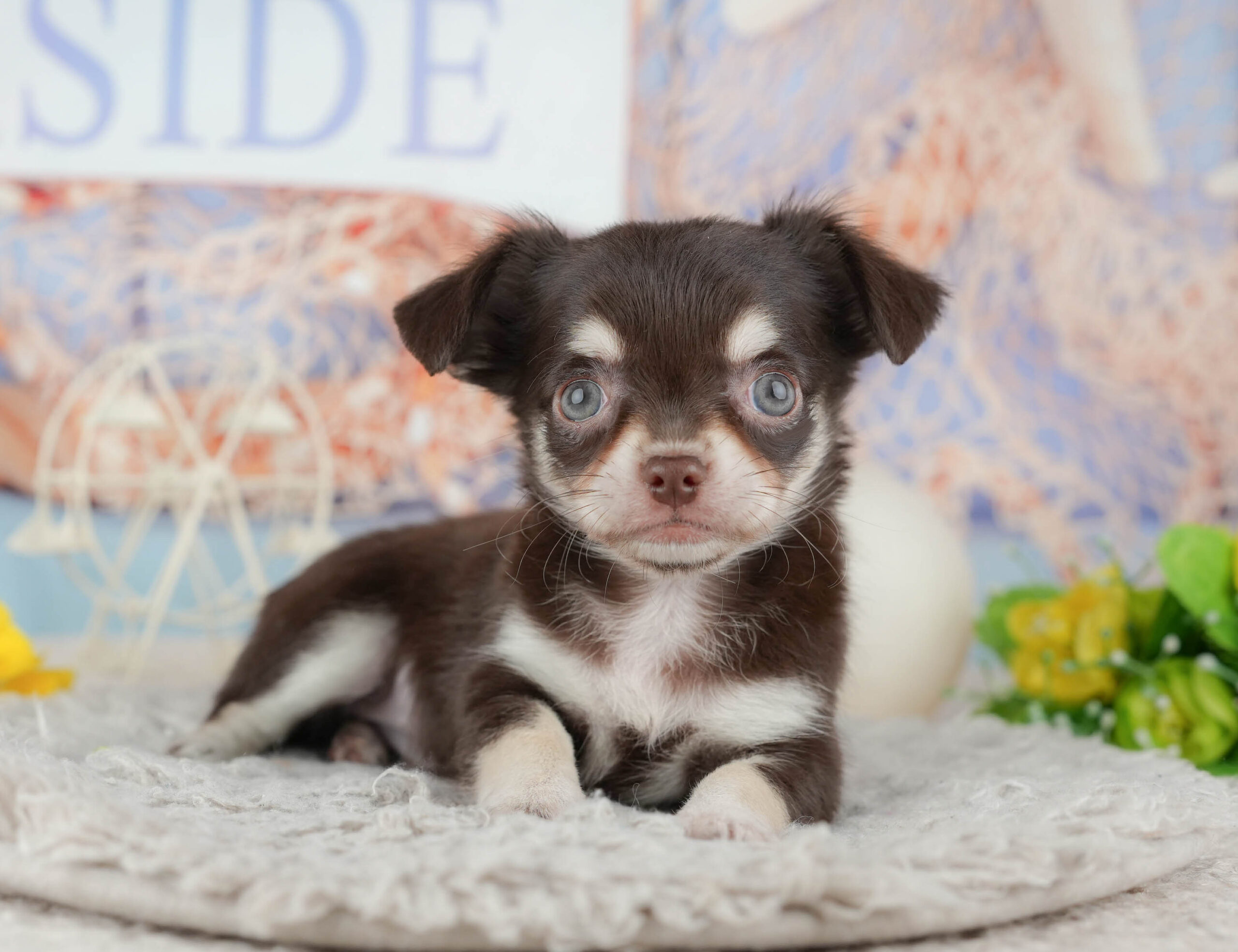 チワワ(ロング) | 女の子 | チョコレートタン＆ホワイト | 2025年12月8日