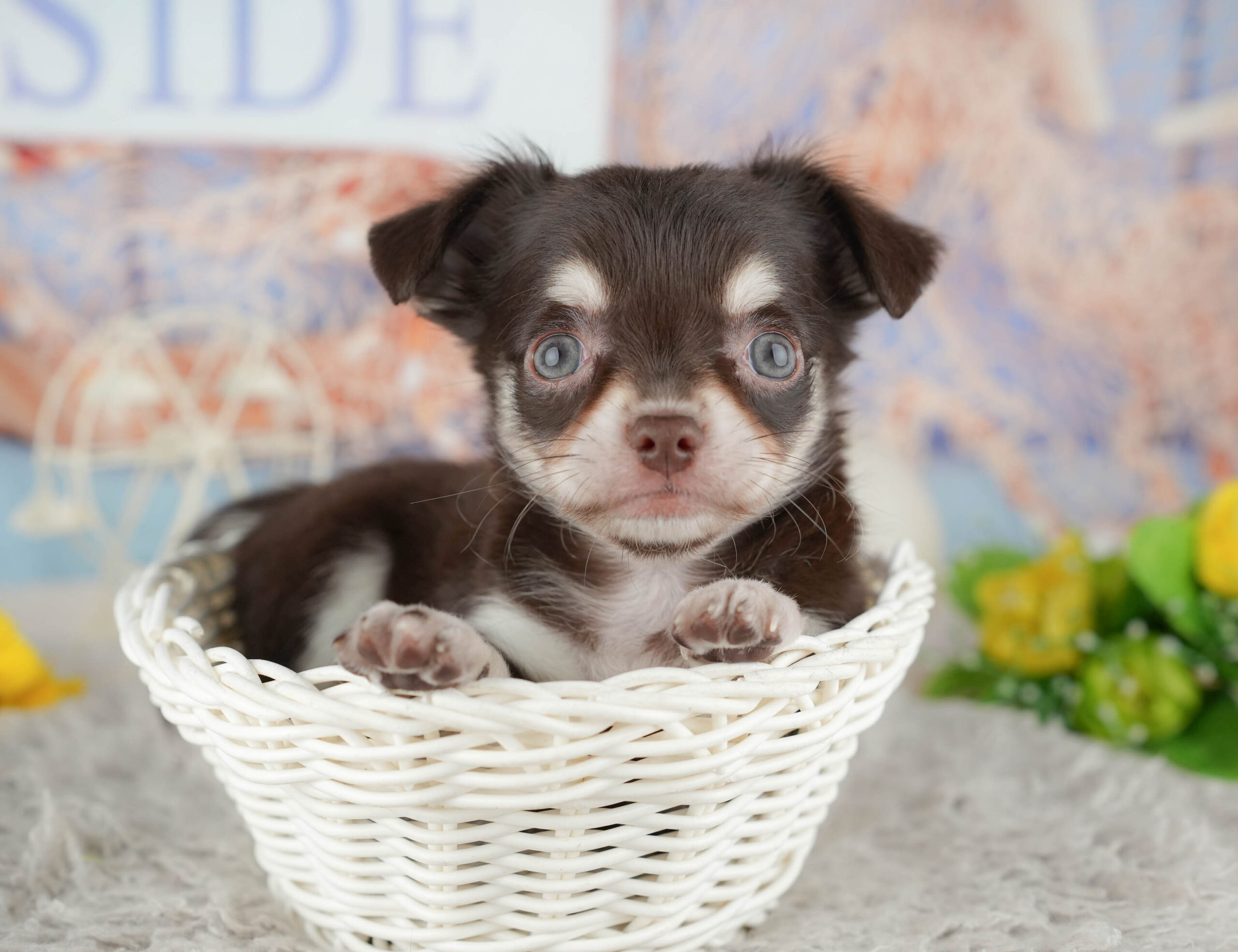 チワワ(ロング) | 女の子 | チョコレートタン＆ホワイト | 2025年12月8日