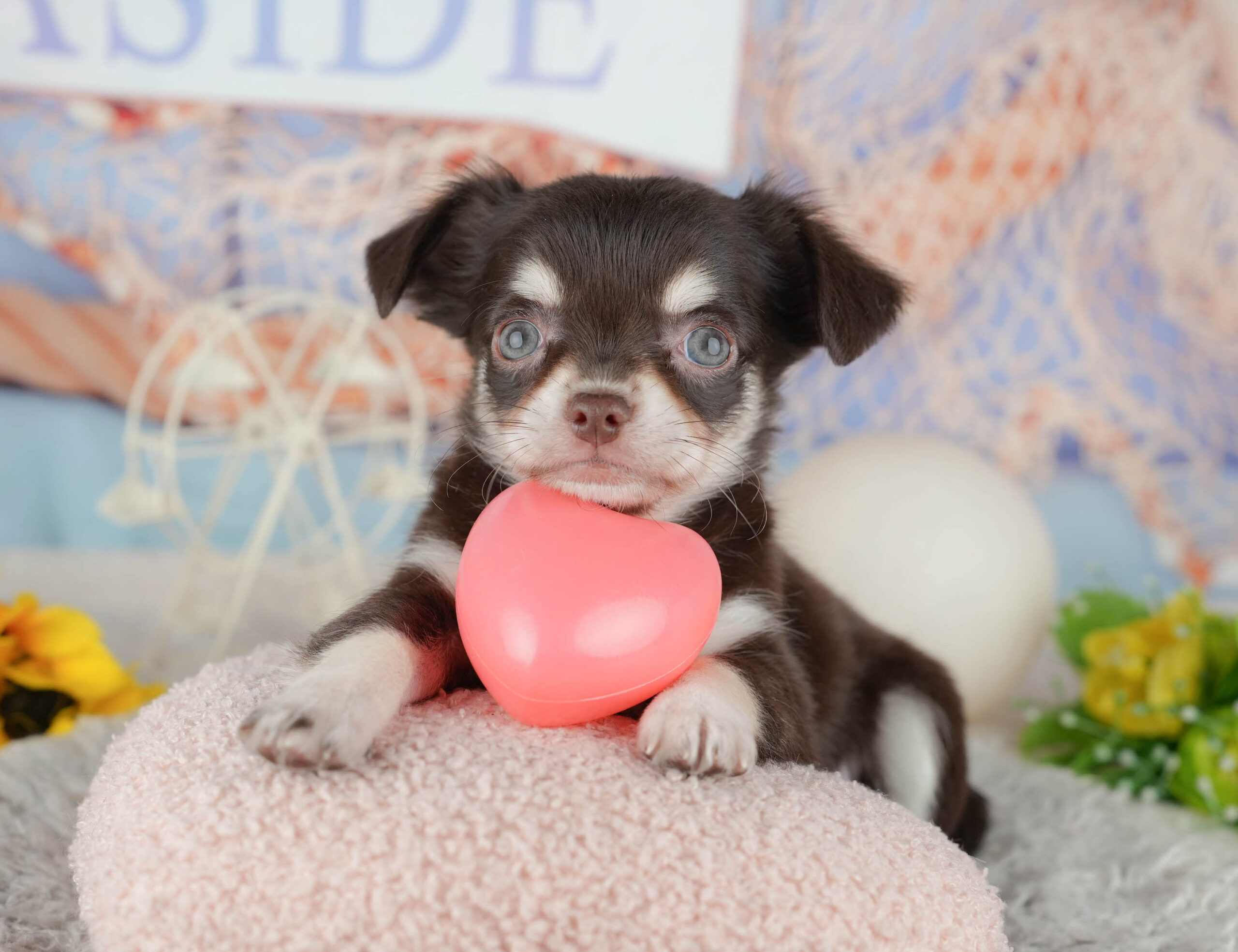 チワワ(ロング) | 女の子 | チョコレートタン＆ホワイト | 2025年12月8日