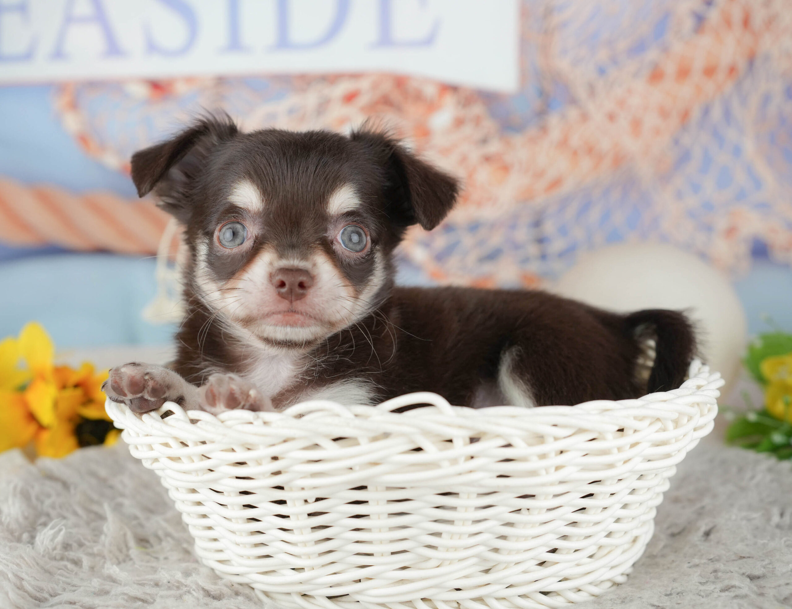 チワワ(ロング) | 女の子 | チョコレートタン＆ホワイト | 2025年12月8日