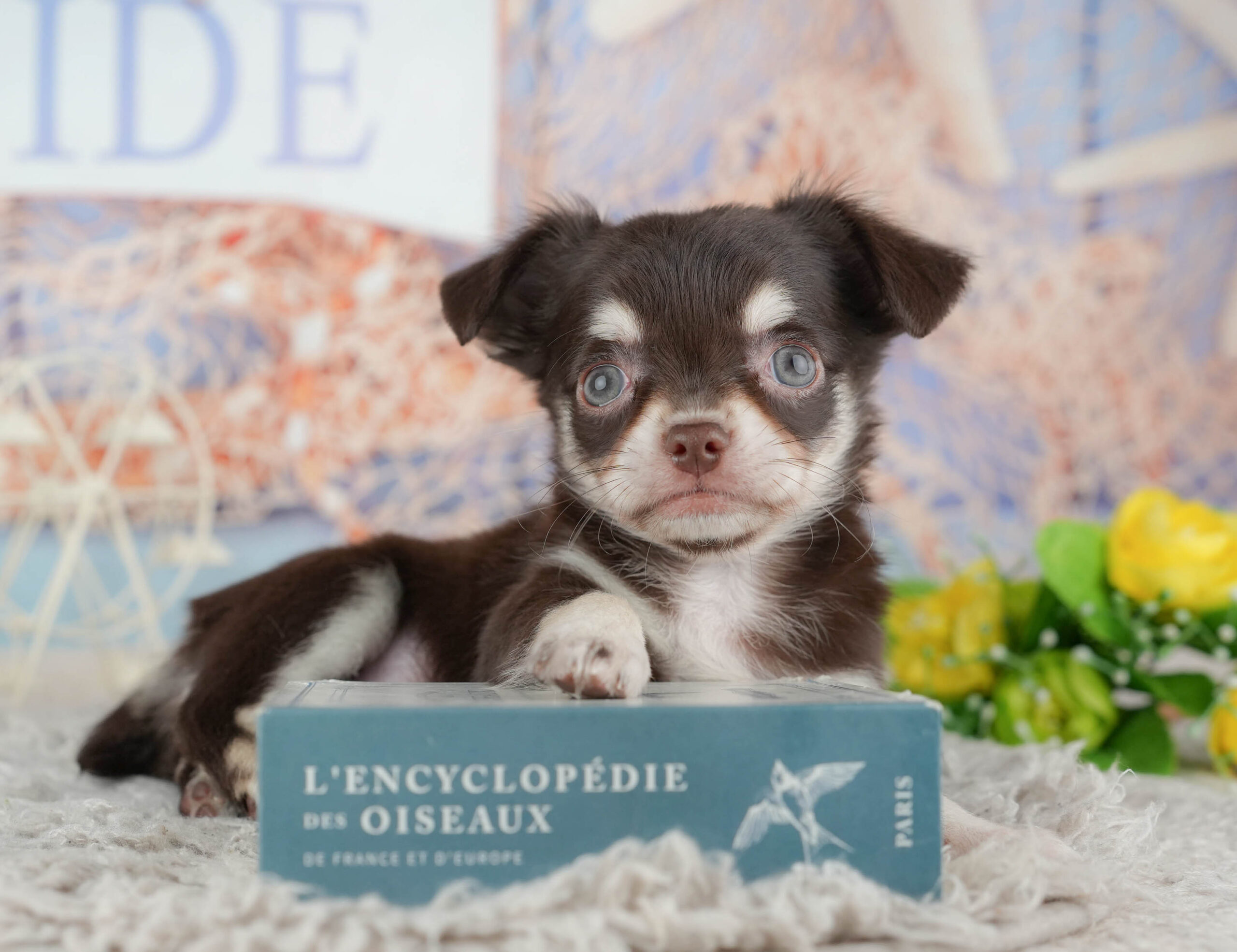 チワワ(ロング) | 女の子 | チョコレートタン＆ホワイト | 2025年12月8日