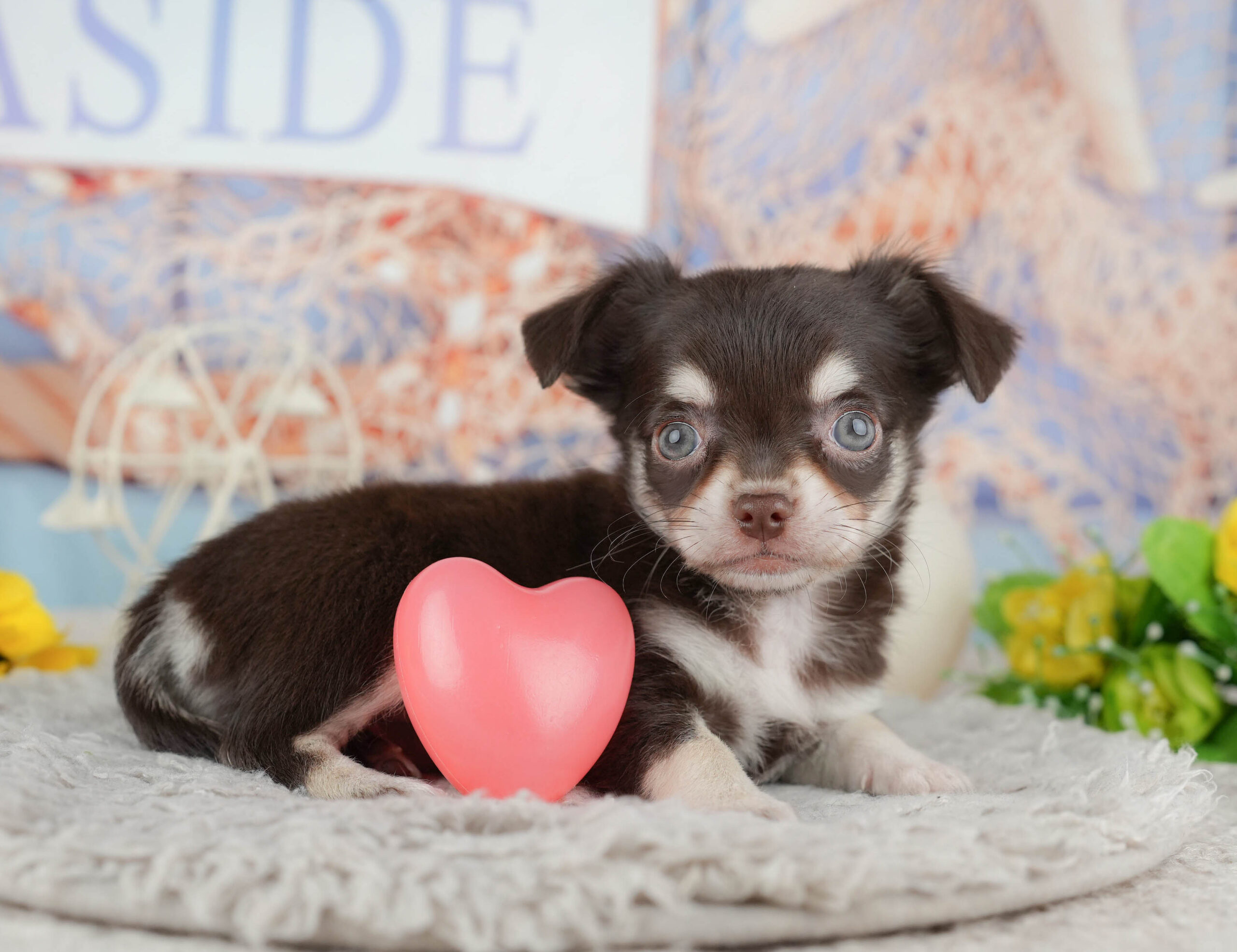 チワワ(ロング) | 女の子 | チョコレートタン＆ホワイト | 2025年12月8日