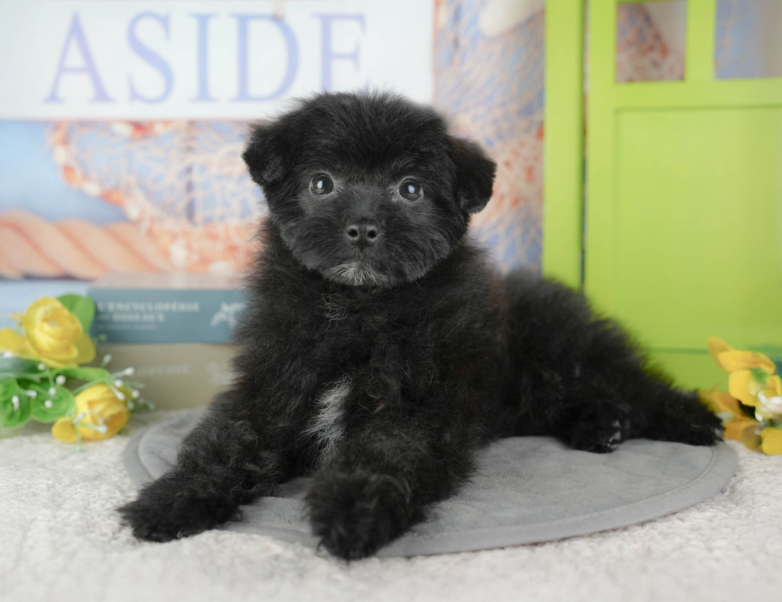 ポメプー | 女の子 | オレンジ | 2025年12月8日