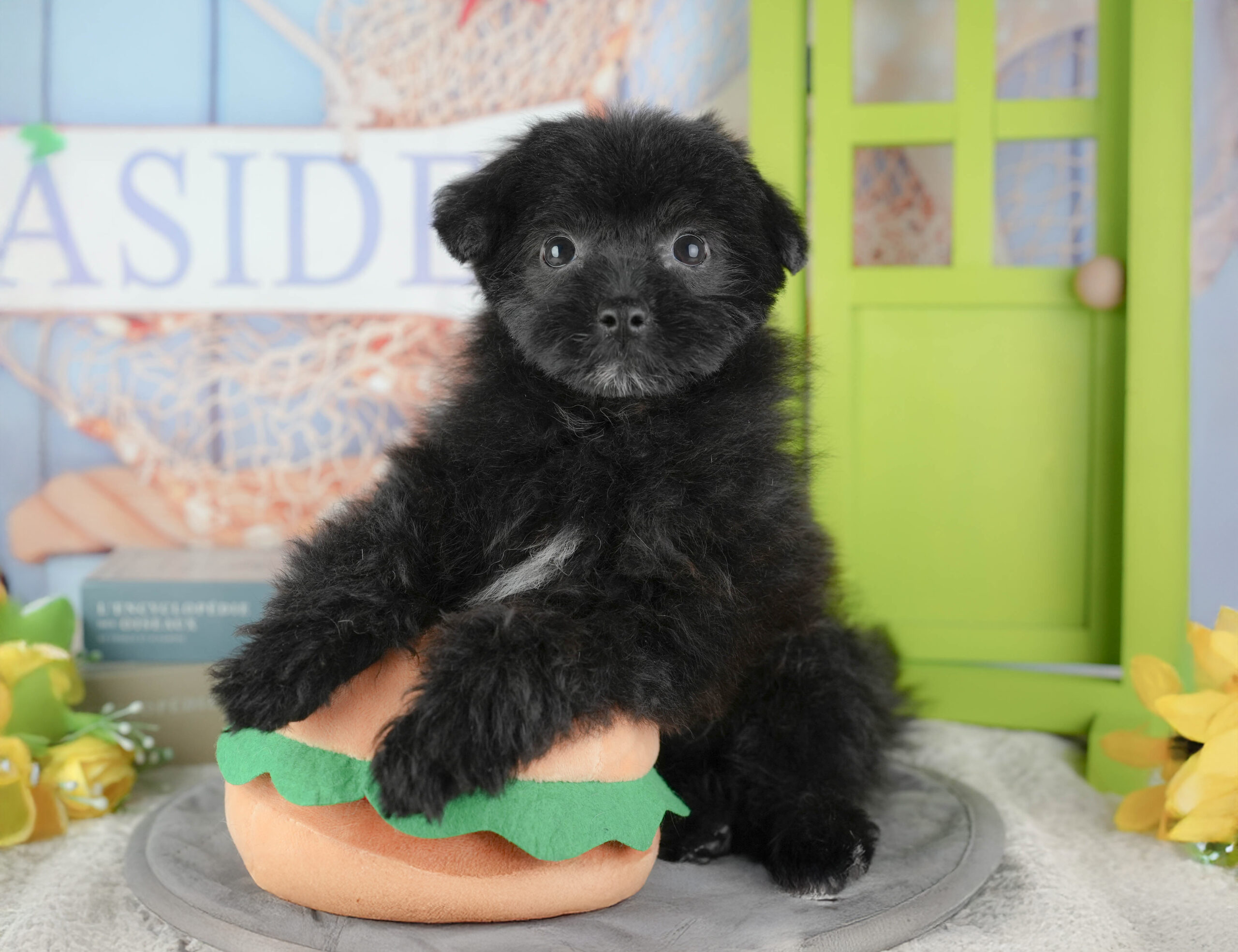 ポメプー | 女の子 | オレンジ | 2025年12月8日