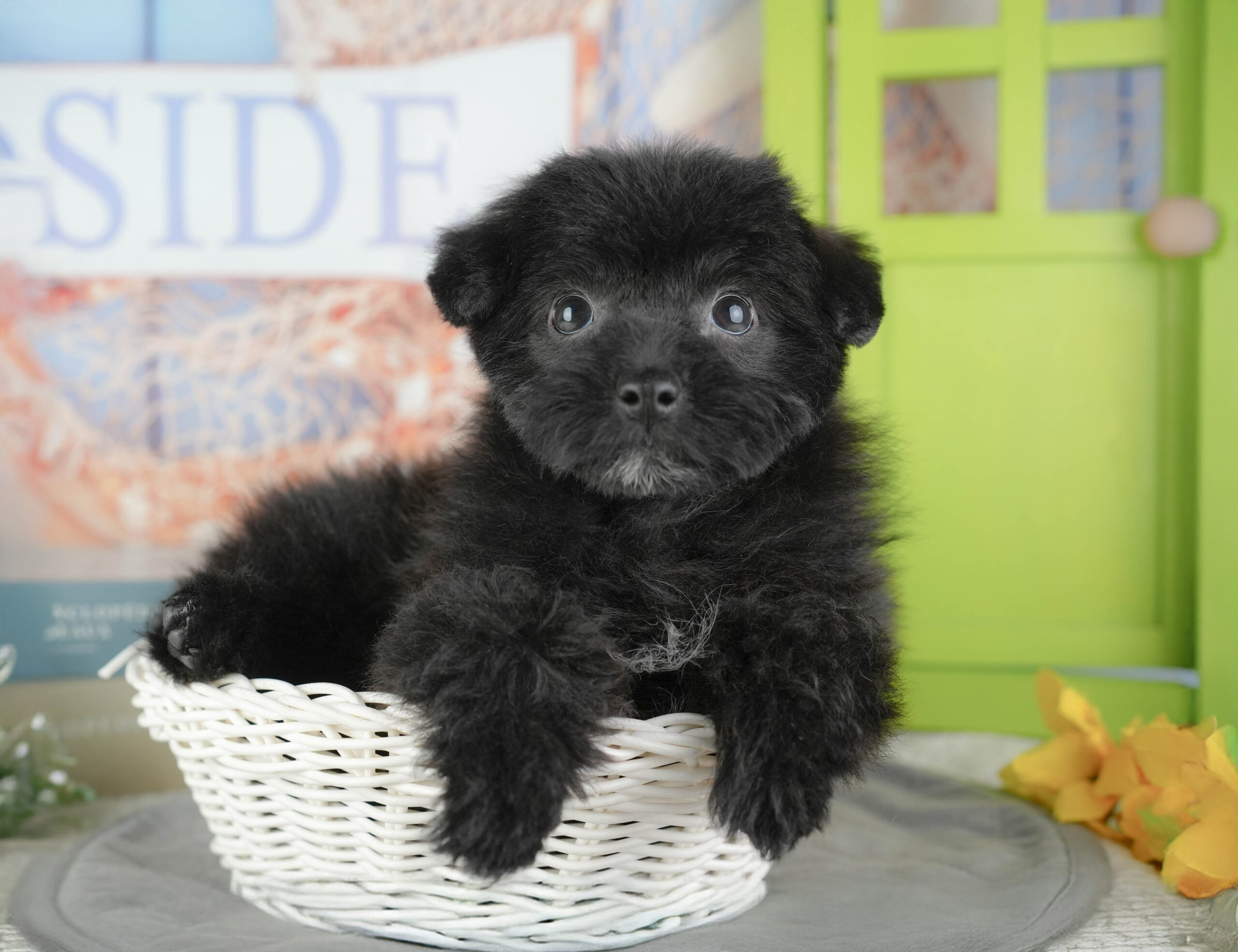 ポメプー | 女の子 | オレンジ | 2025年12月8日