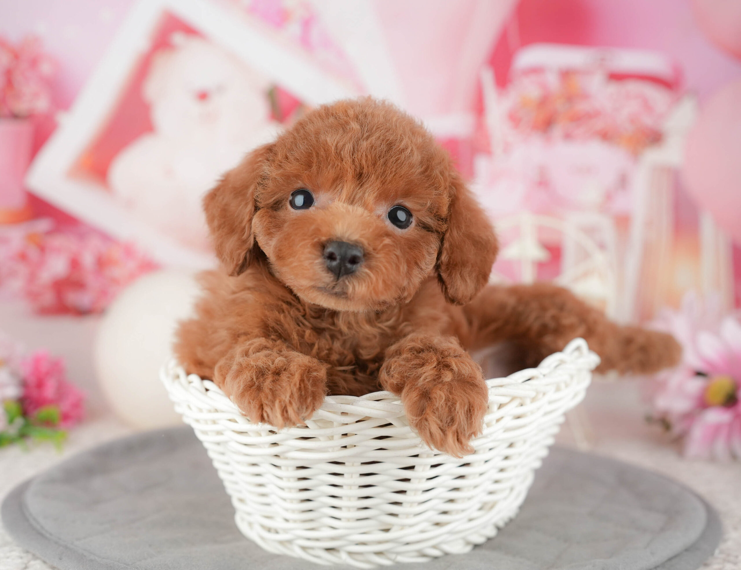 トイ・プードル | 女の子 | レッド | 2025年12月9日