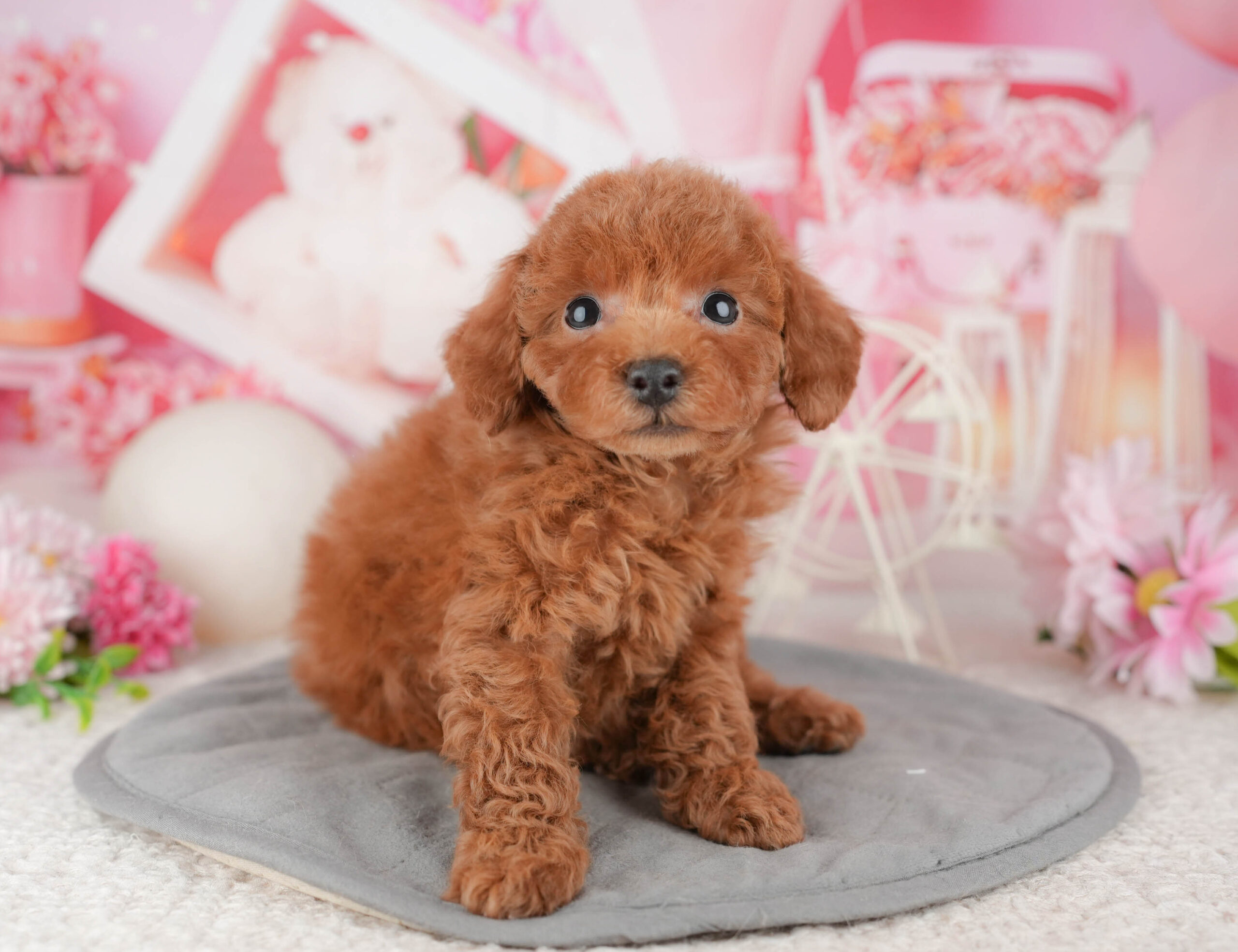 トイ・プードル | 女の子 | レッド | 2025年12月9日