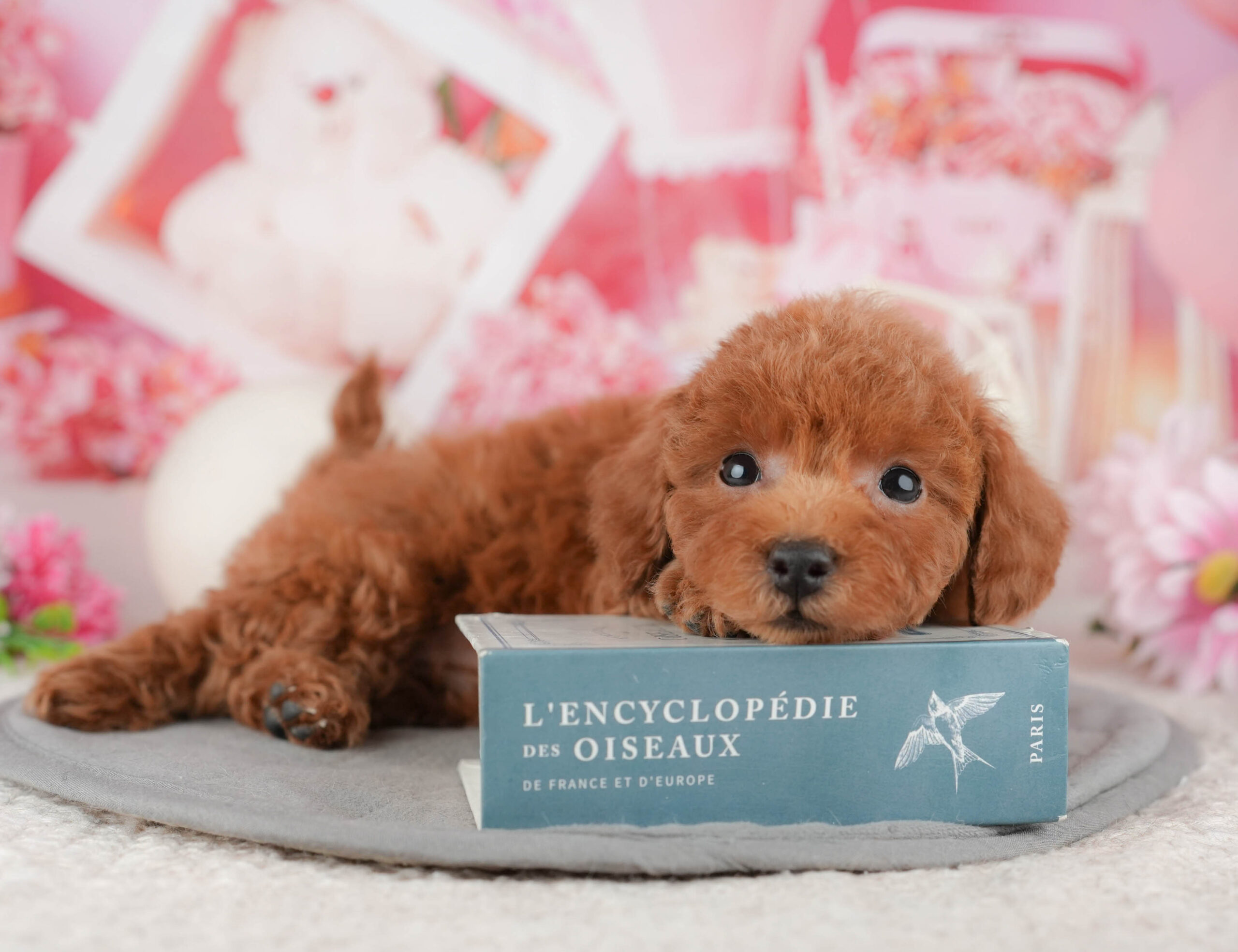 トイ・プードル | 女の子 | レッド | 2025年12月9日