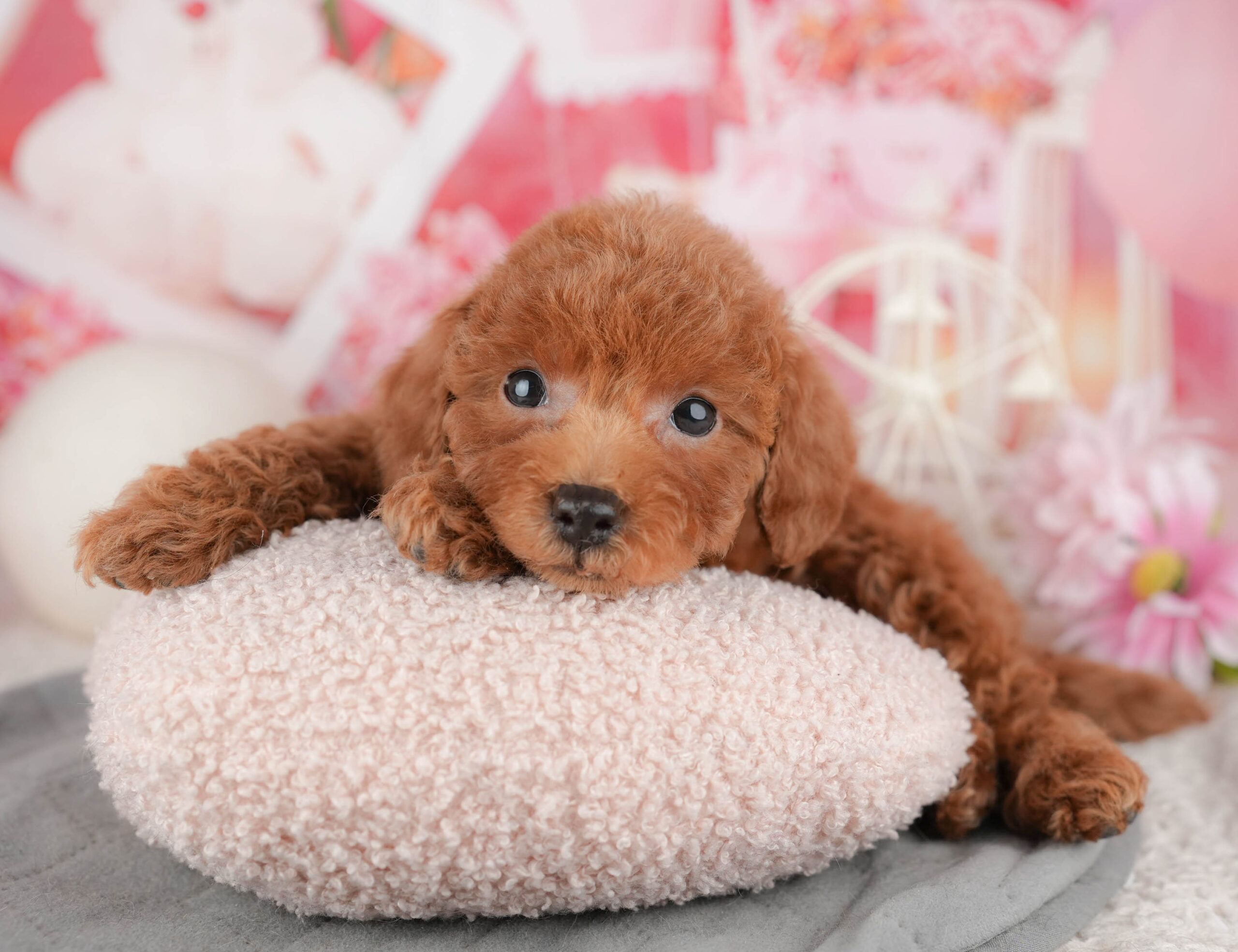 トイ・プードル | 女の子 | レッド | 2025年12月9日