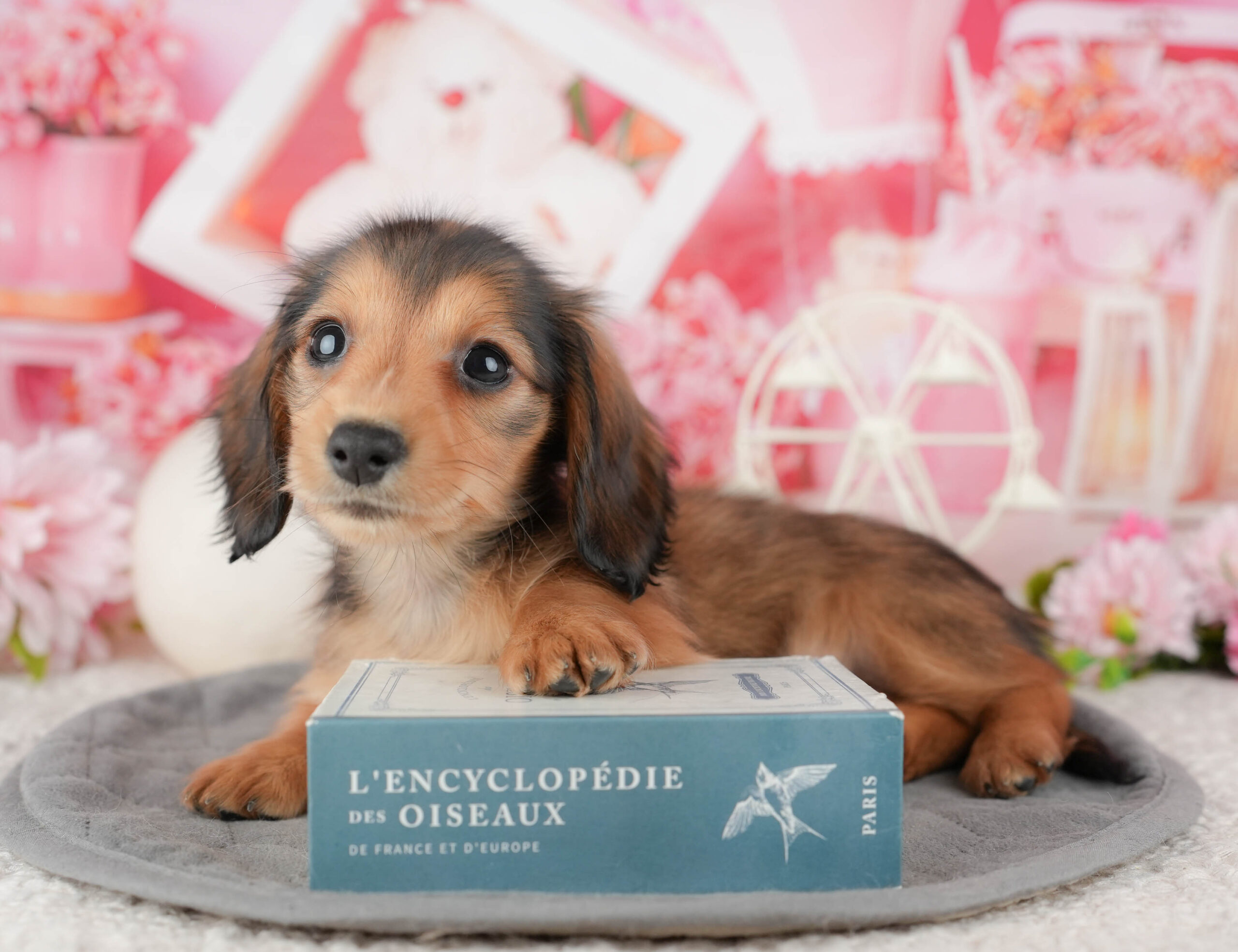 ミニチュア・ダックスフンド(ロング) | 女の子 | シェーデッドレッド | 2025年12月10日