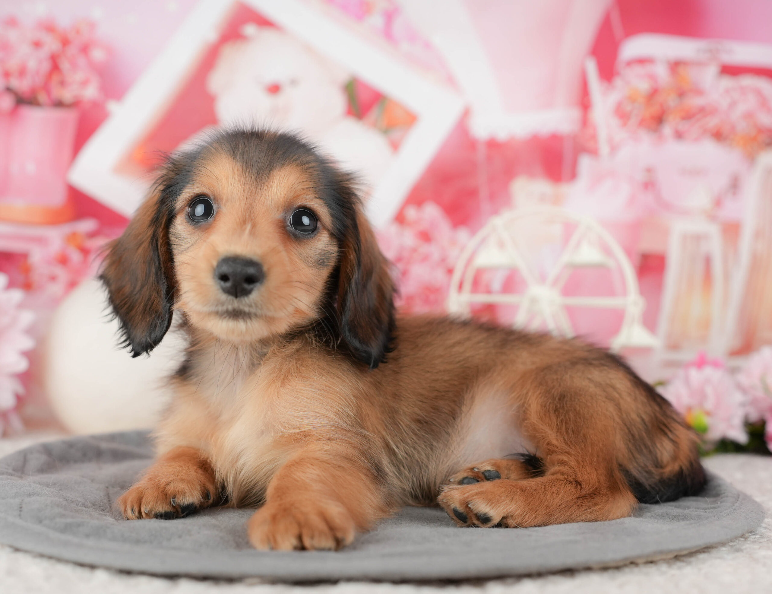 ミニチュア・ダックスフンド(ロング) | 女の子 | シェーデッドレッド | 2025年12月10日