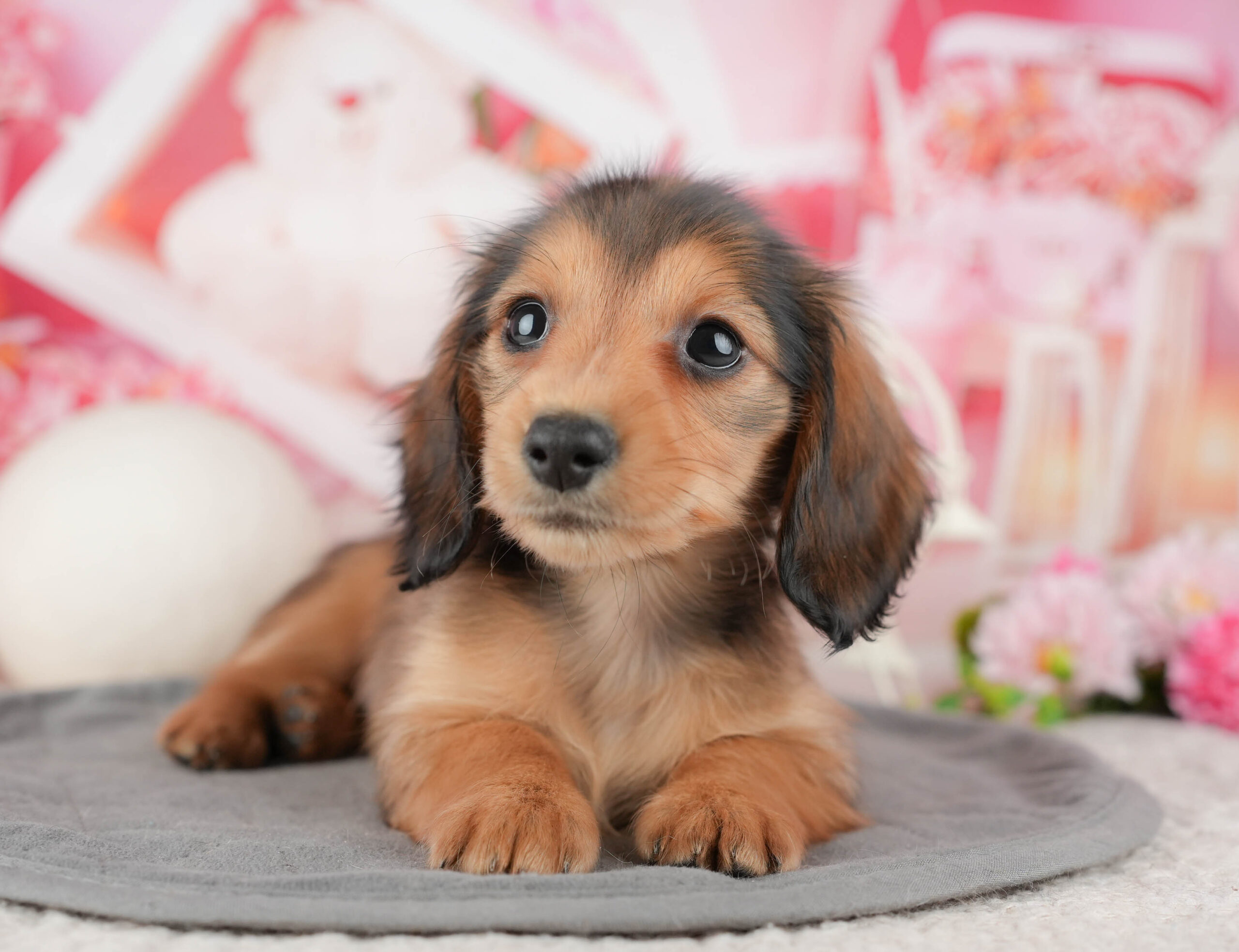 ミニチュア・ダックスフンド(ロング) | 女の子 | シェーデッドレッド | 2025年12月10日