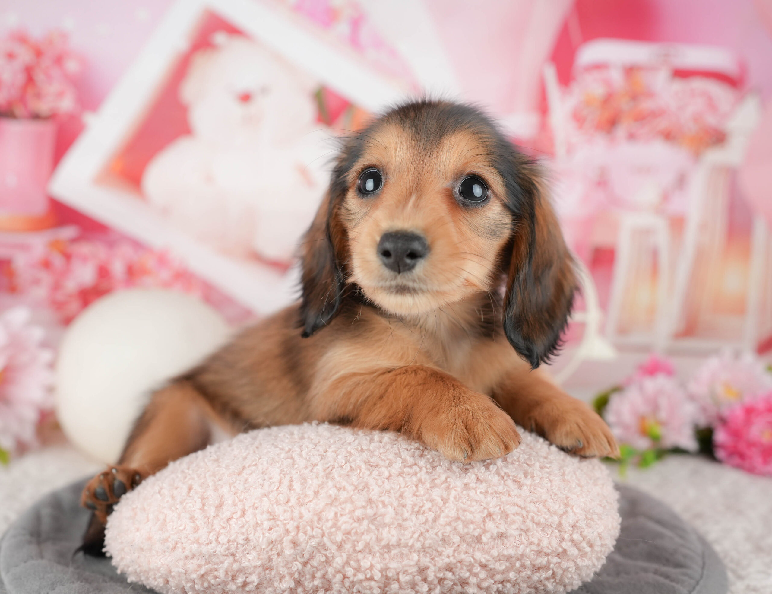 ミニチュア・ダックスフンド(ロング) | 女の子 | シェーデッドレッド | 2025年12月10日