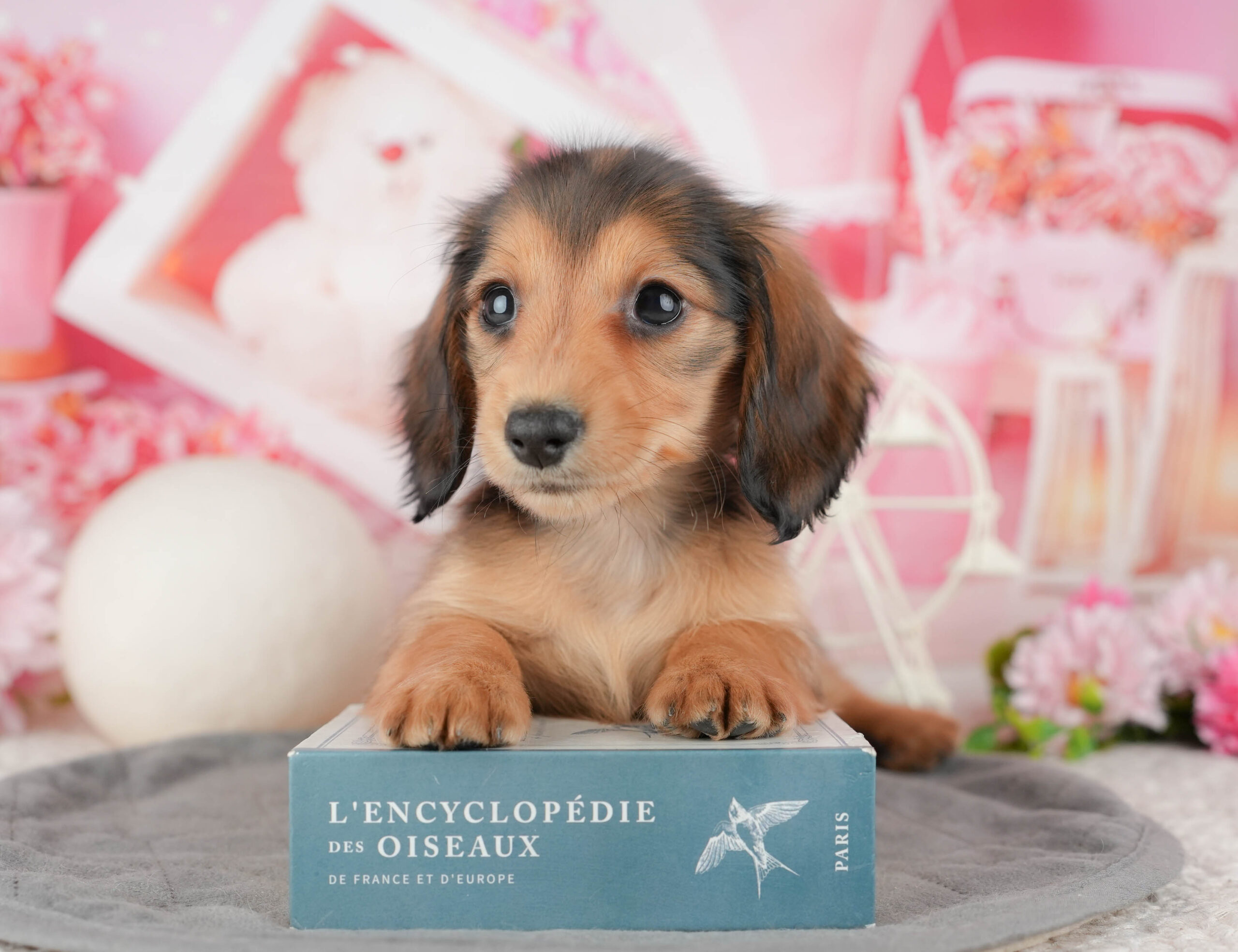 ミニチュア・ダックスフンド(ロング) | 女の子 | シェーデッドレッド | 2025年12月10日