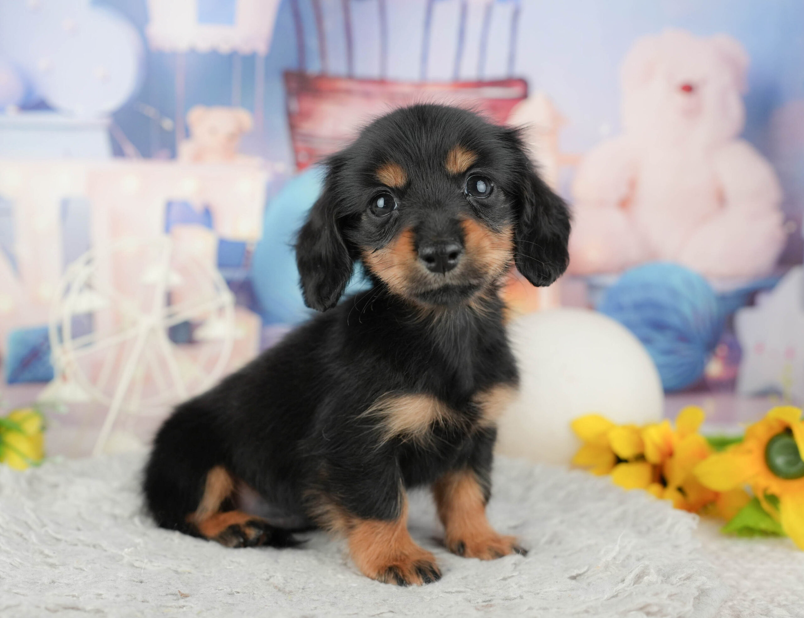 カニンヘン・ダックスフンド(ロング) | 女の子 | ブラック＆タン | 2025年12月10日