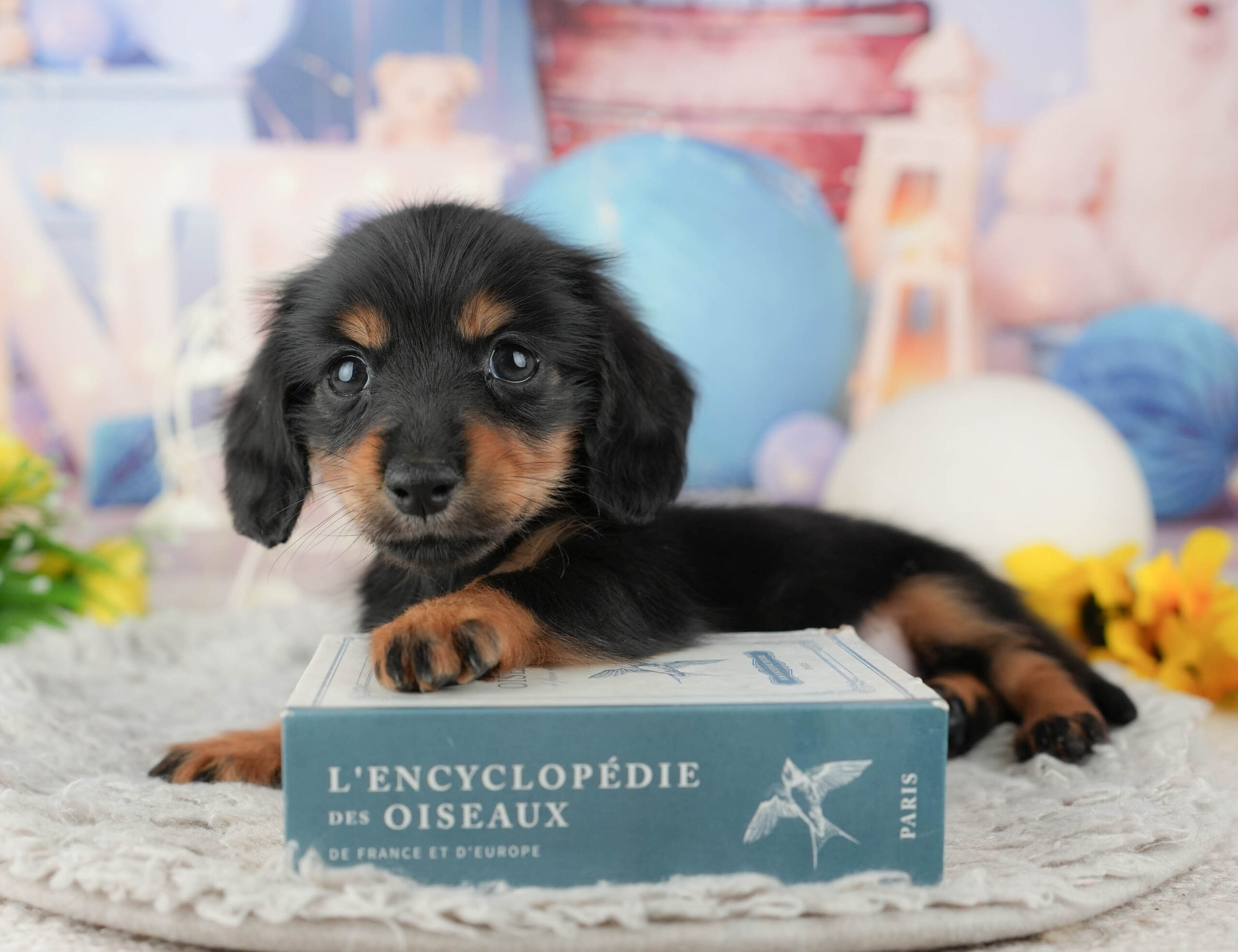 カニンヘン・ダックスフンド(ロング) | 女の子 | ブラック&タン | 2025年12月10日