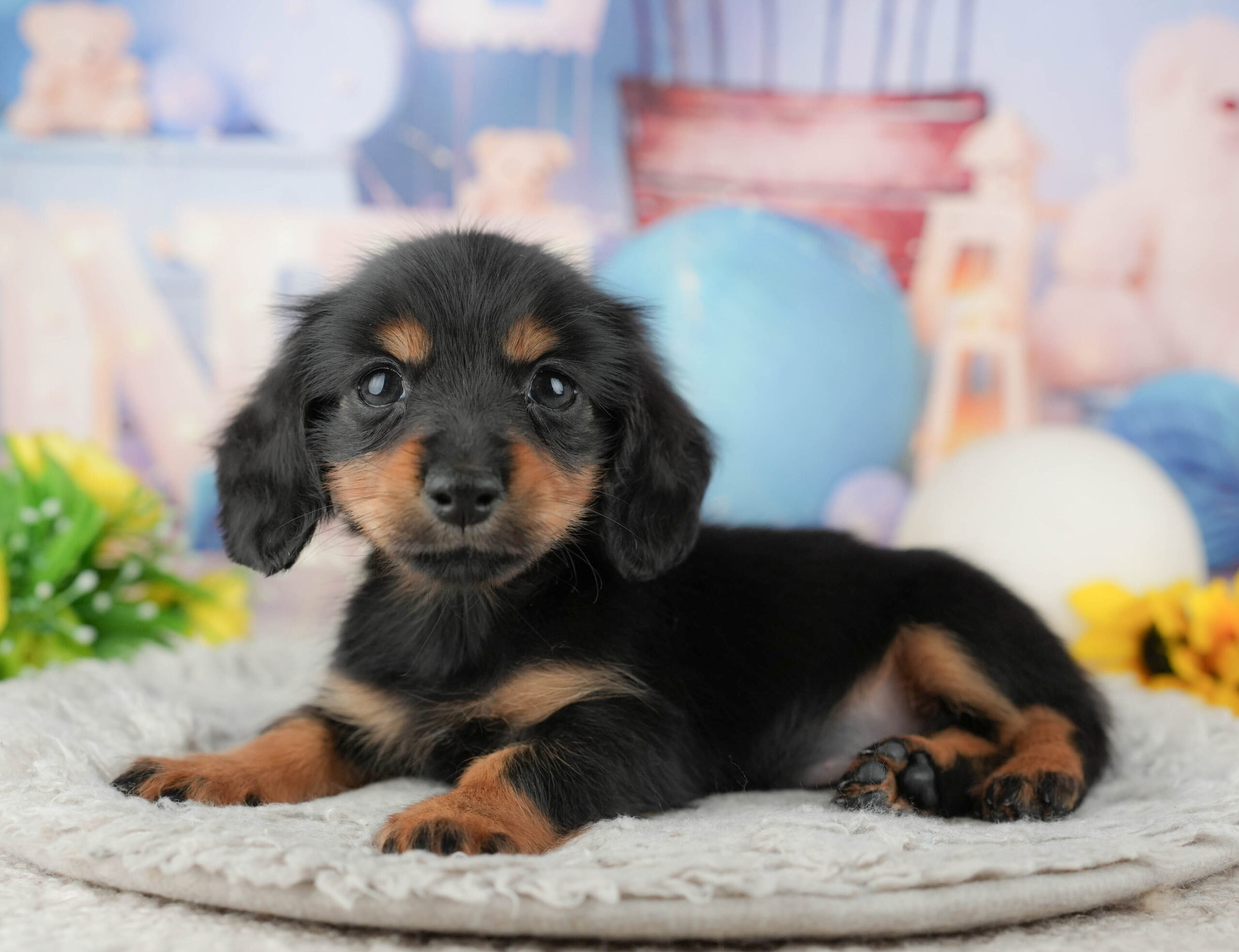 カニンヘン・ダックスフンド(ロング) | 女の子 | ブラック&タン | 2025年12月10日