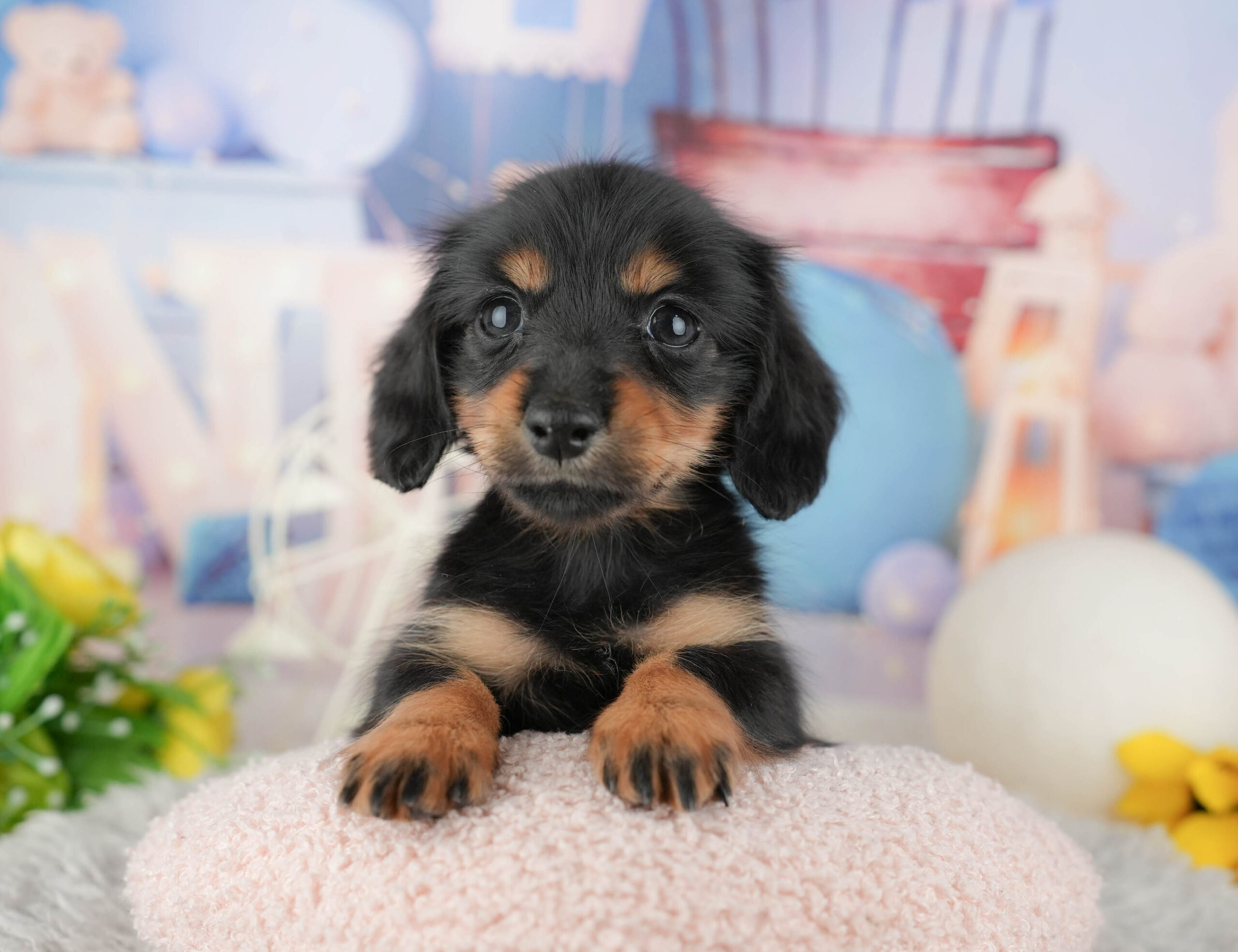 カニンヘン・ダックスフンド(ロング) | 女の子 | ブラック&タン | 2025年12月10日