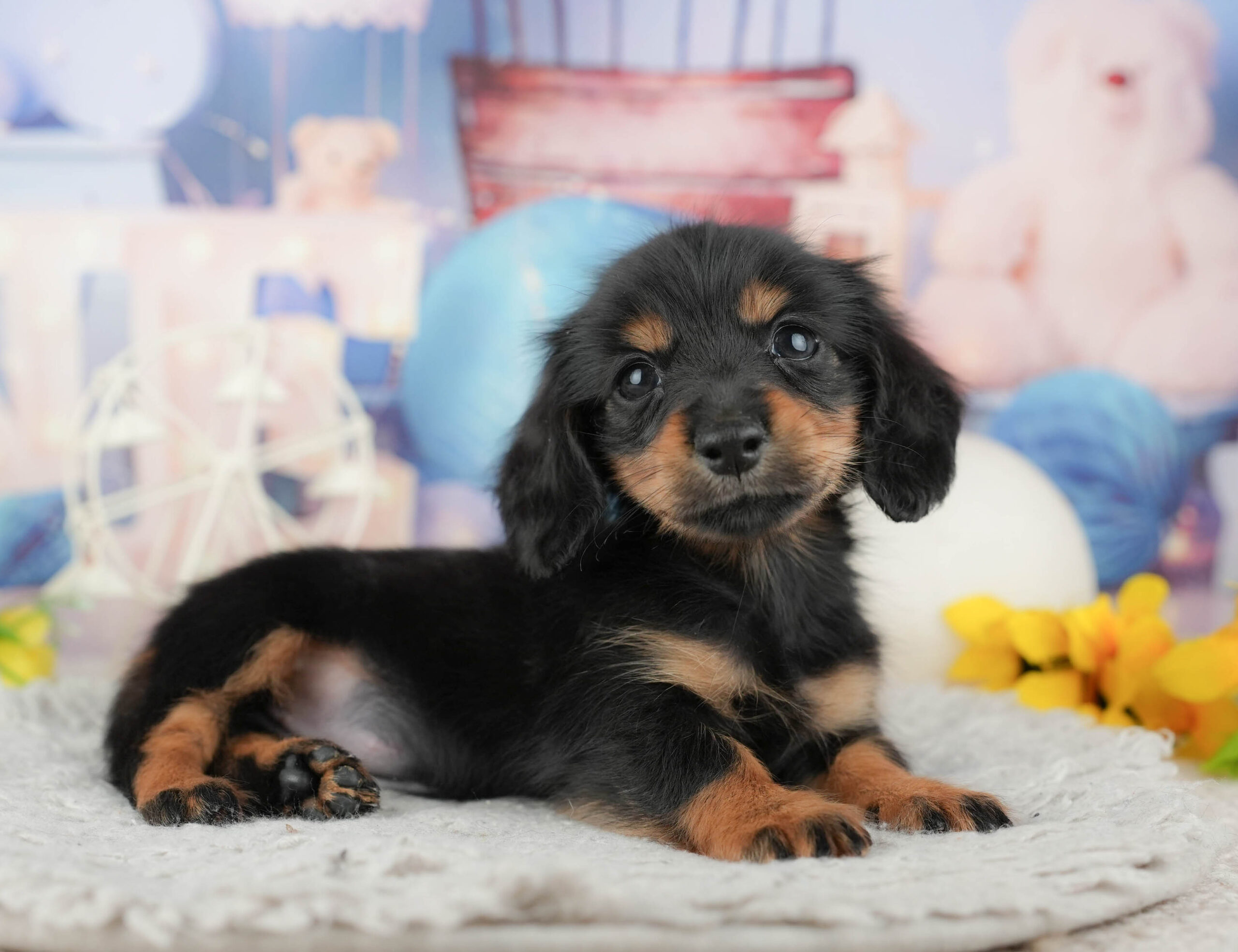 カニンヘン・ダックスフンド(ロング) | 女の子 | ブラック&タン | 2025年12月10日