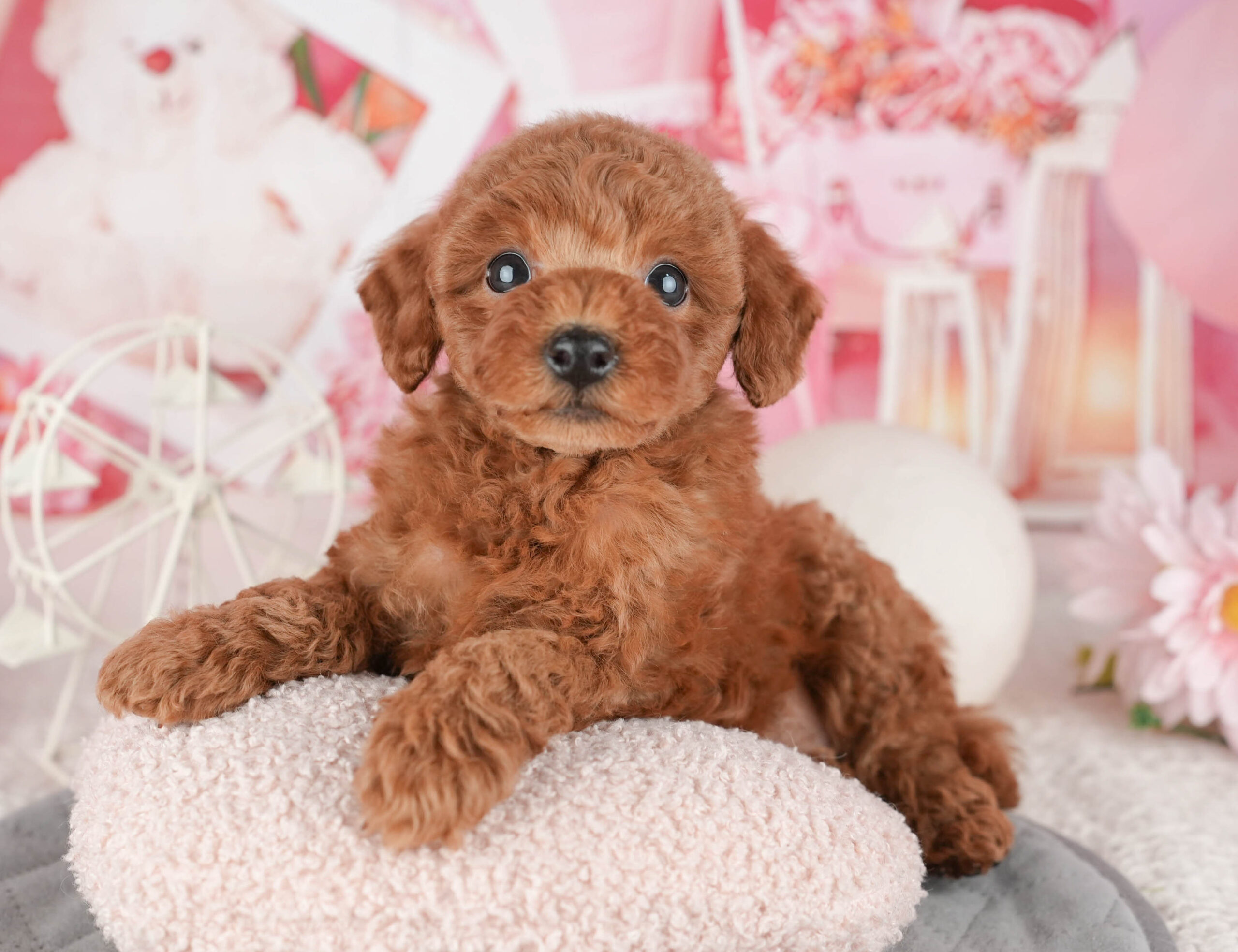 トイ・プードル | 女の子 | レッド | 2025年12月11日