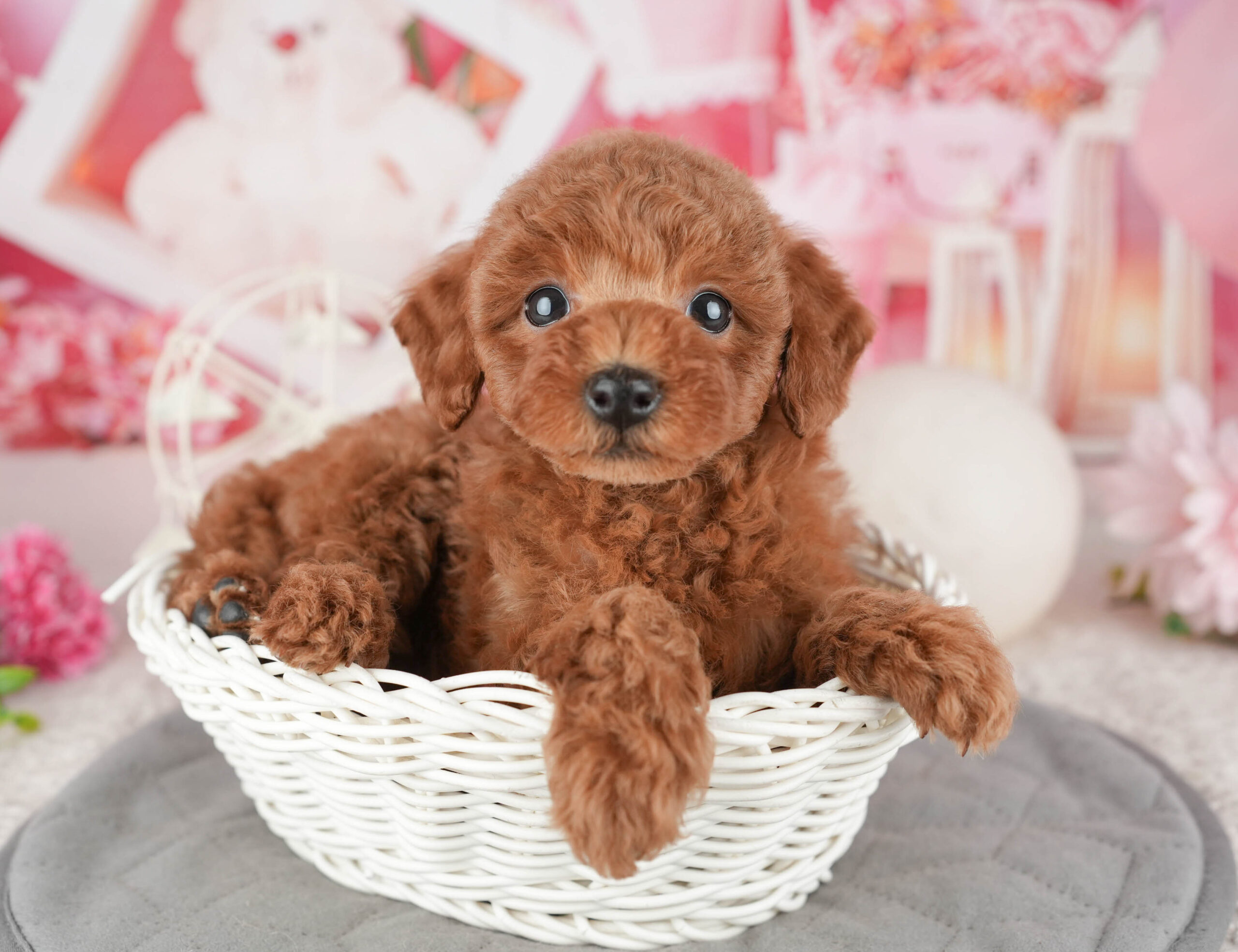 トイ・プードル | 女の子 | レッド | 2025年12月11日