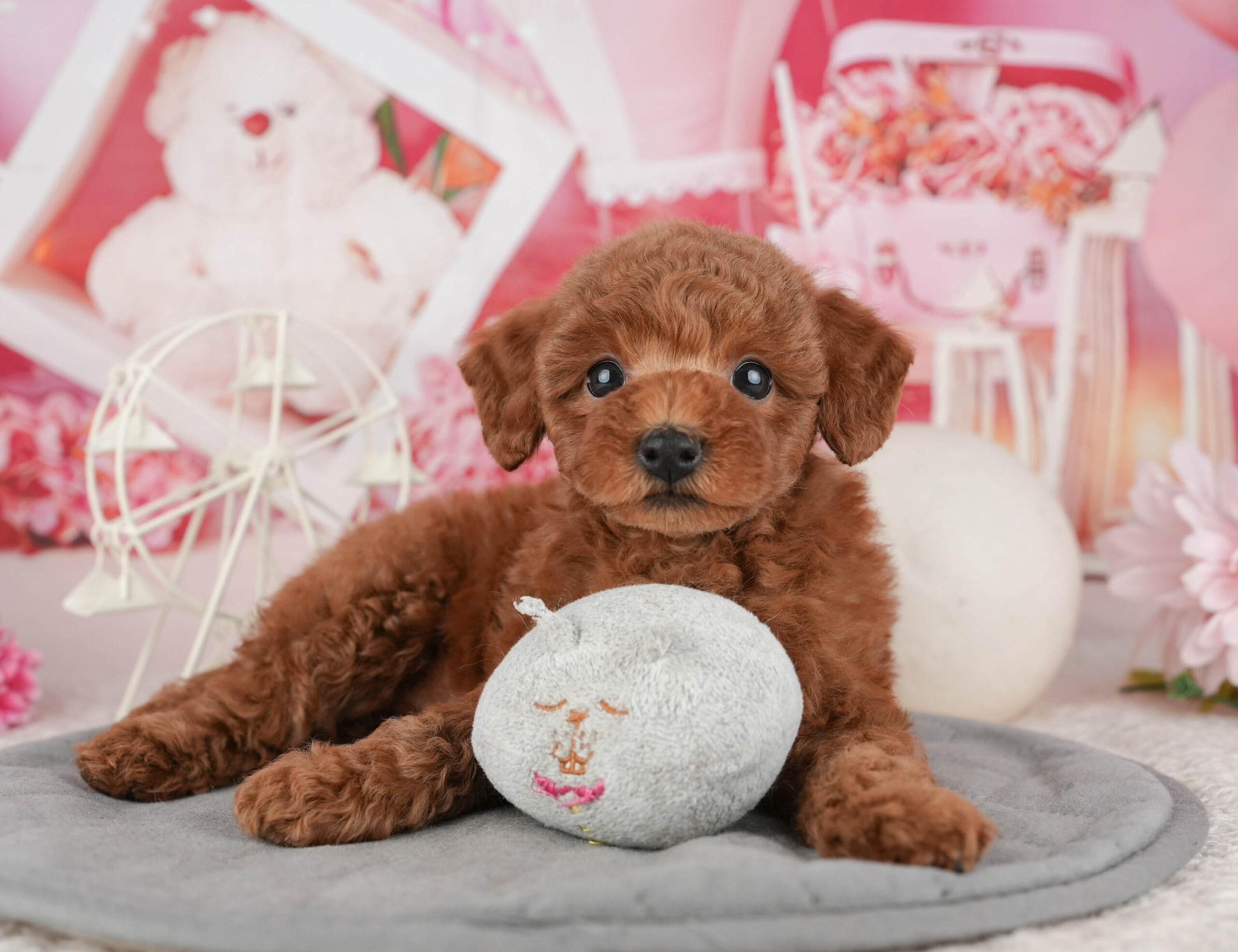 トイ・プードル | 女の子 | レッド | 2025年12月11日