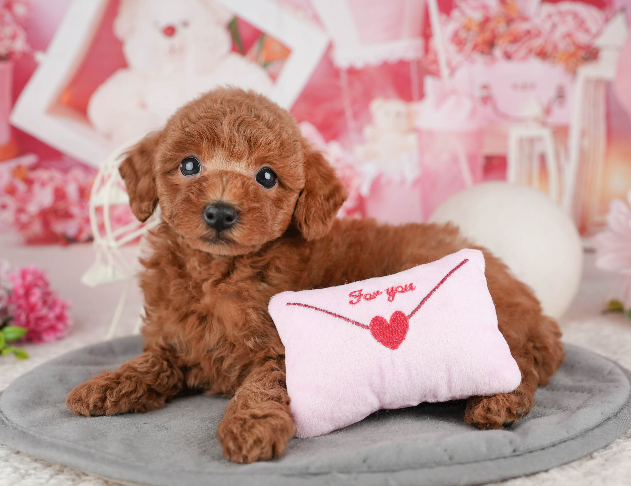 トイ・プードル | 女の子 | レッド | 2025年12月11日