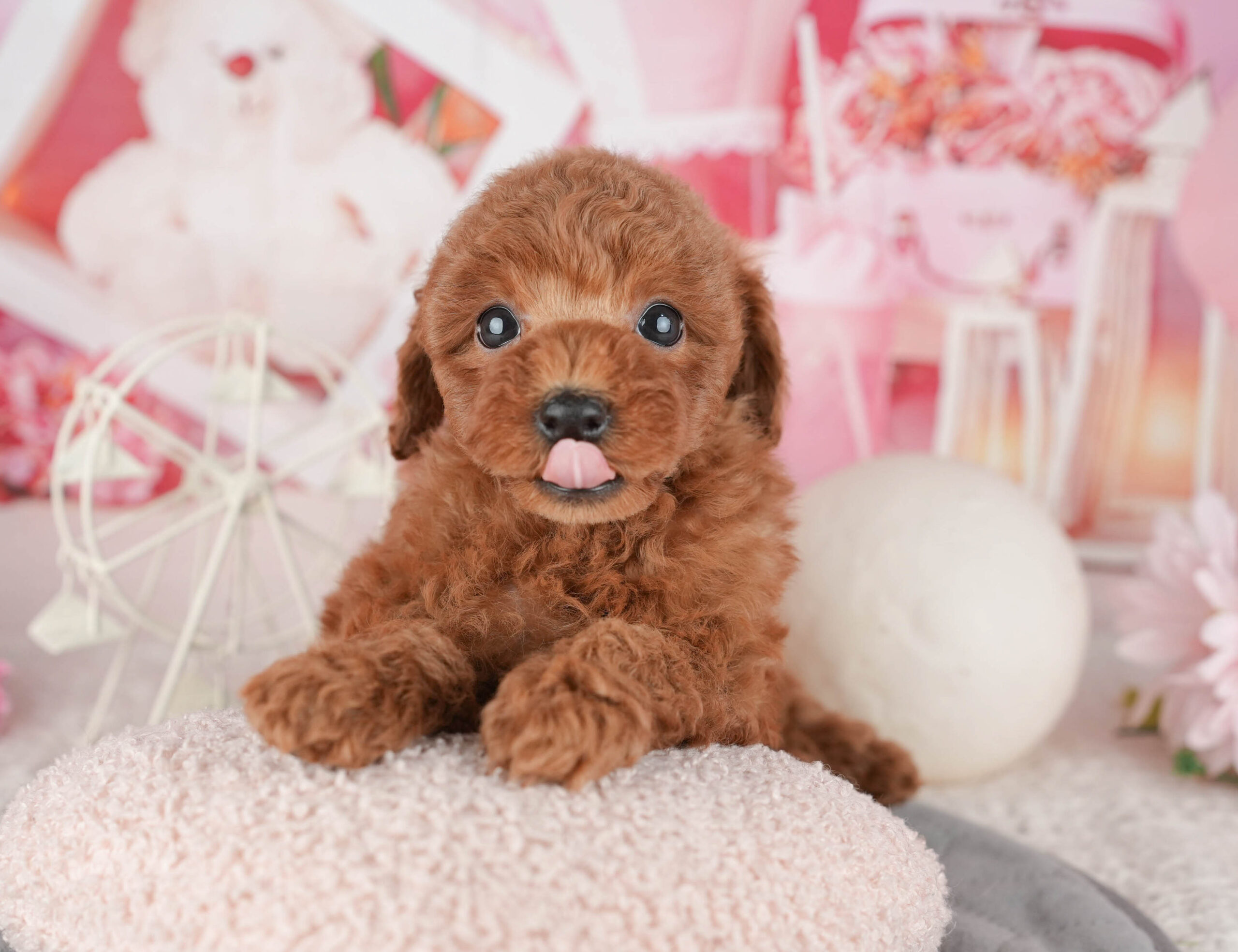 トイ・プードル | 女の子 | レッド | 2025年12月11日
