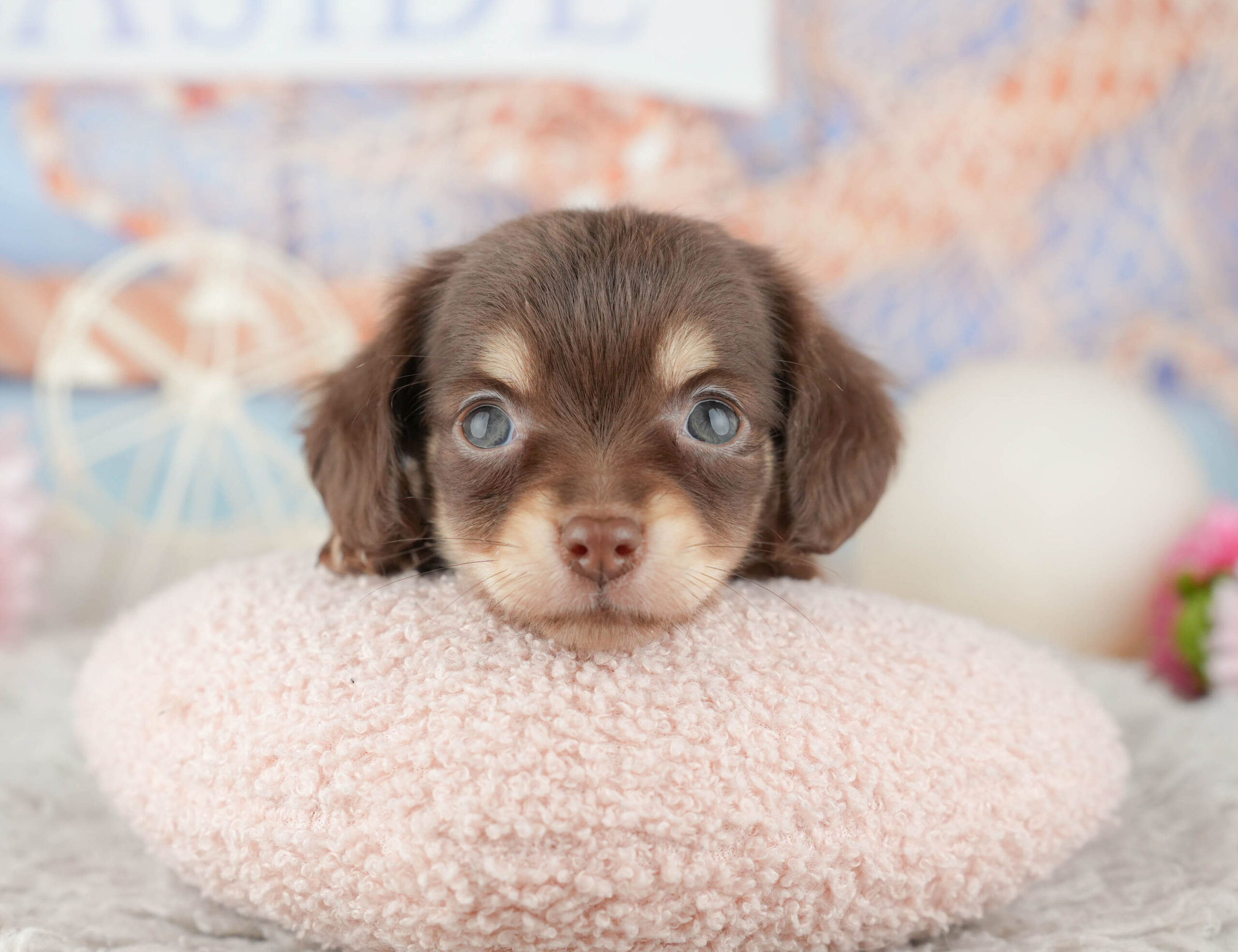 チワックス | 女の子 | チョコレート＆タン | 2025年12月11日
