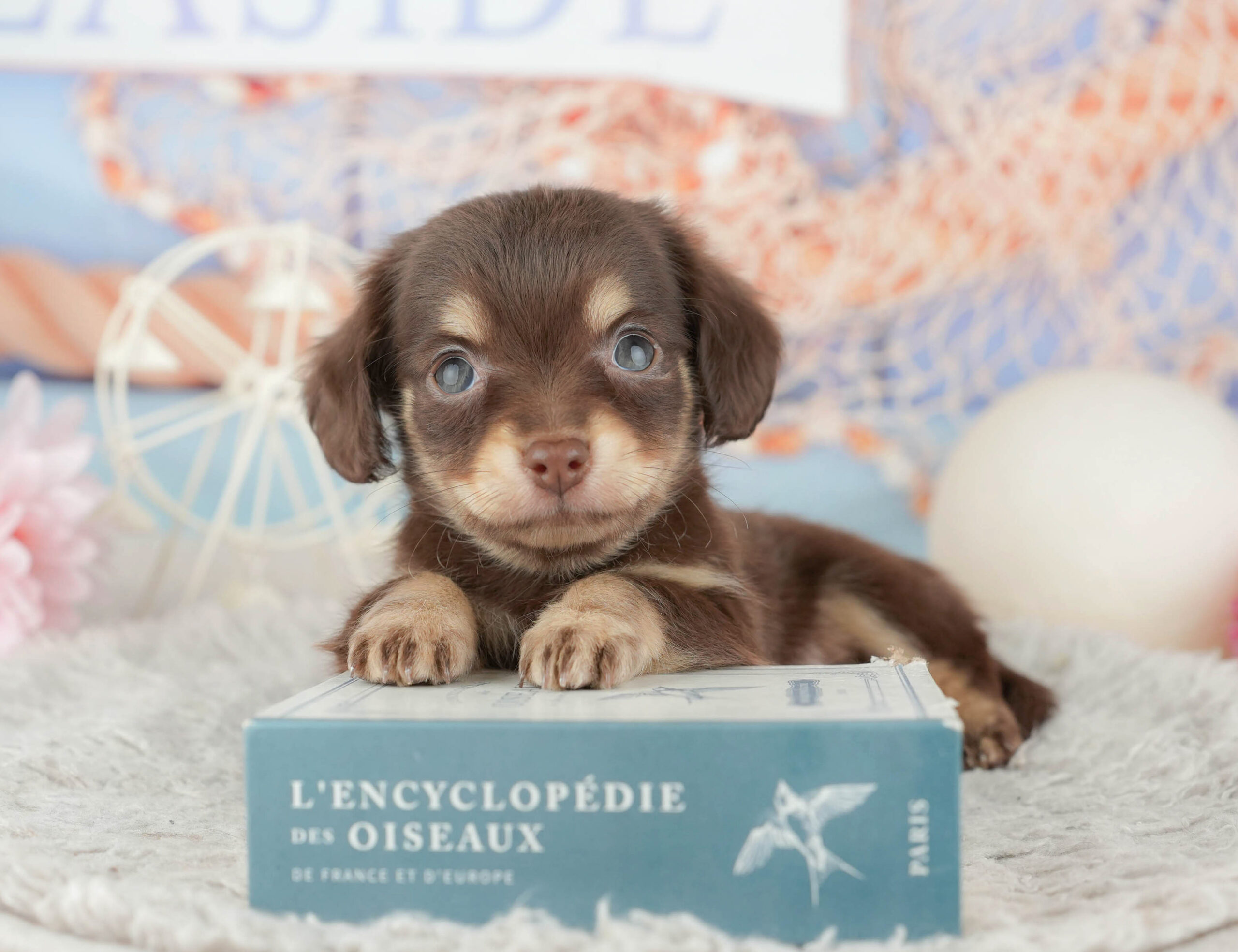 チワックス | 女の子 | チョコレート＆タン | 2025年12月11日