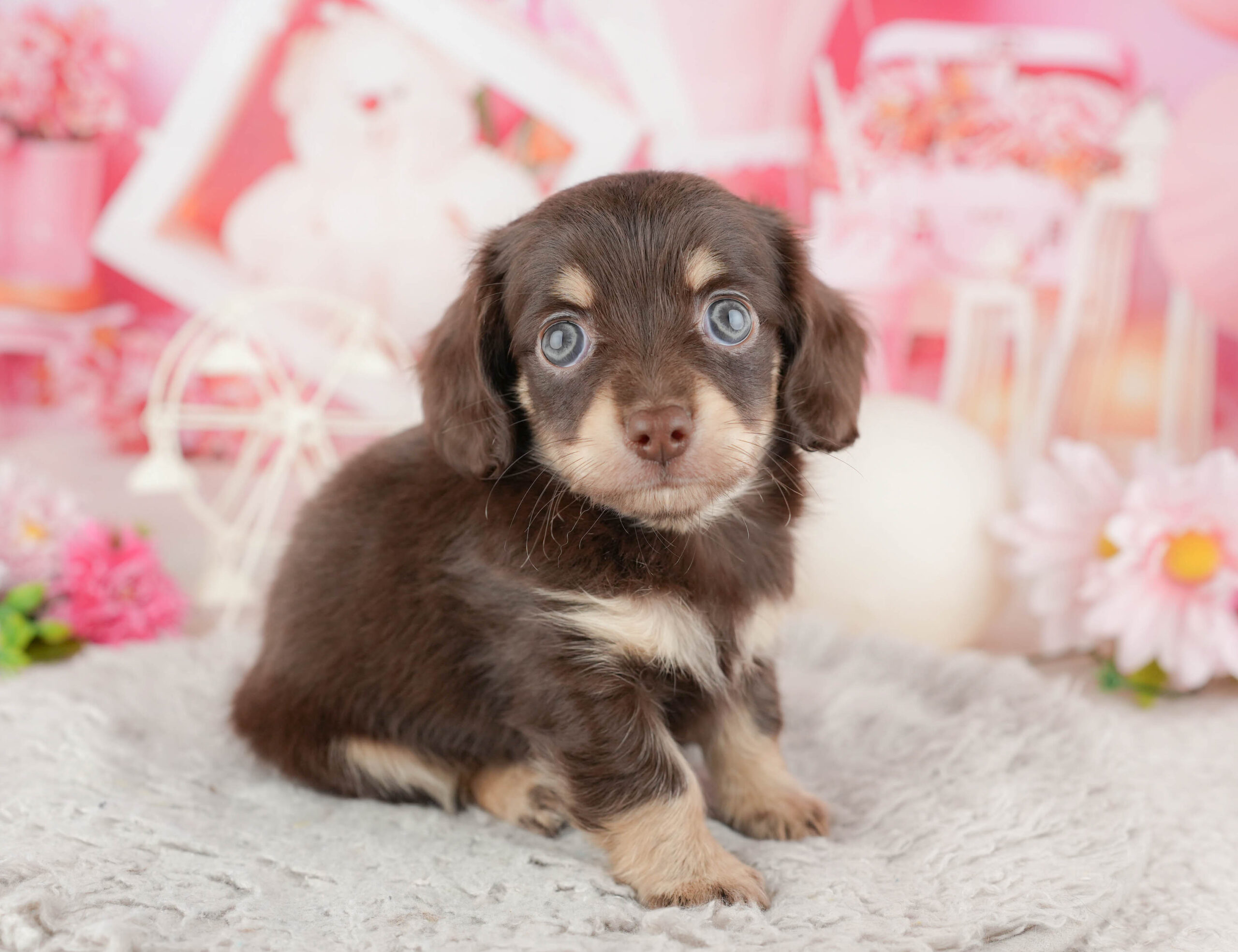 チワックス | 男の子 | チョコレート＆タン | 2025年12月11日