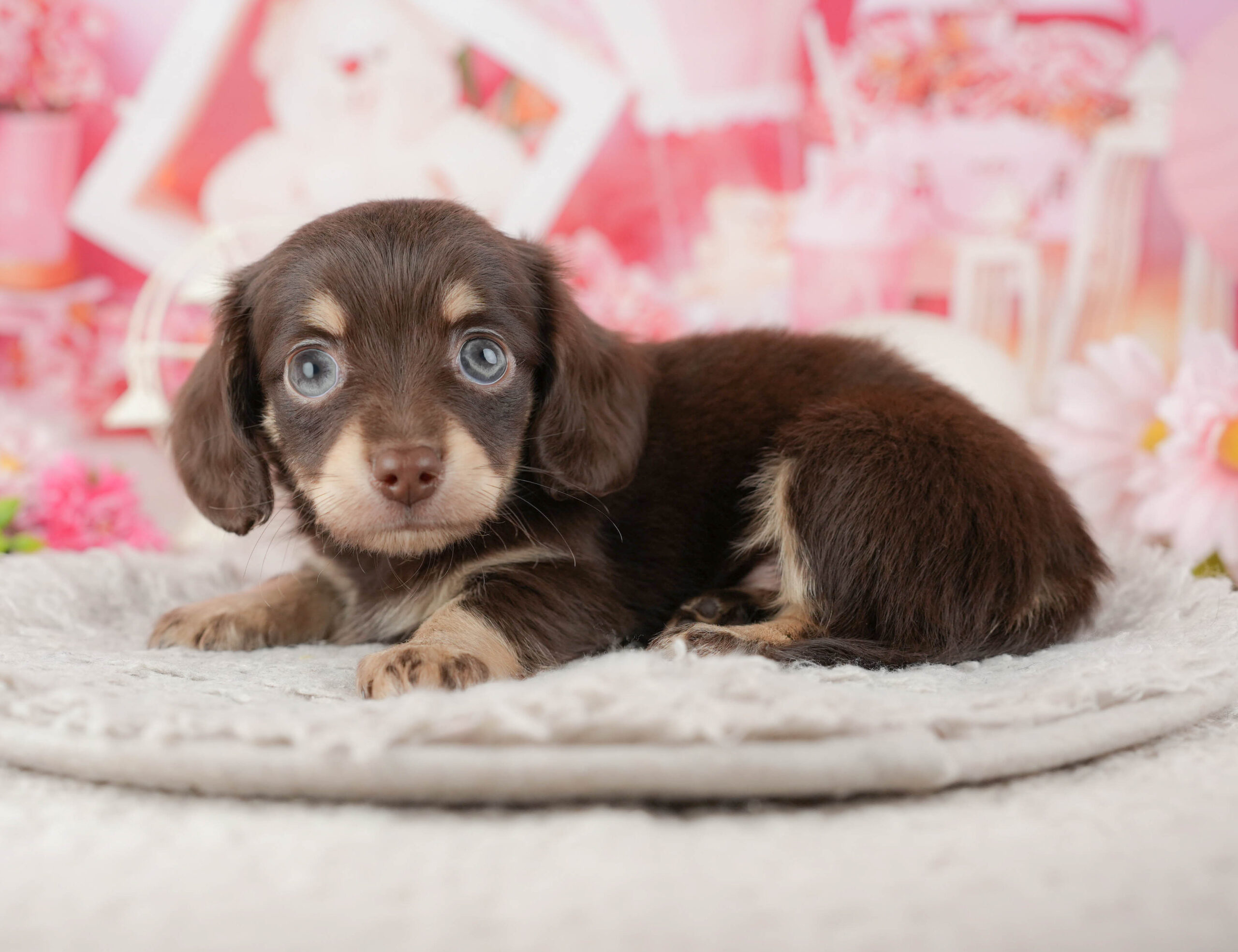 チワックス | 男の子 | チョコレート＆タン | 2025年12月11日